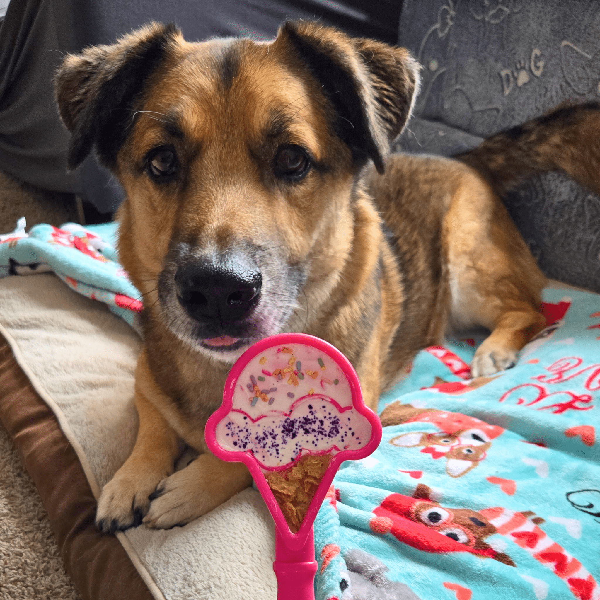 A Brown Dog lying on a blanket with a Farm to Pet Lick Stick pink ice cream cone.