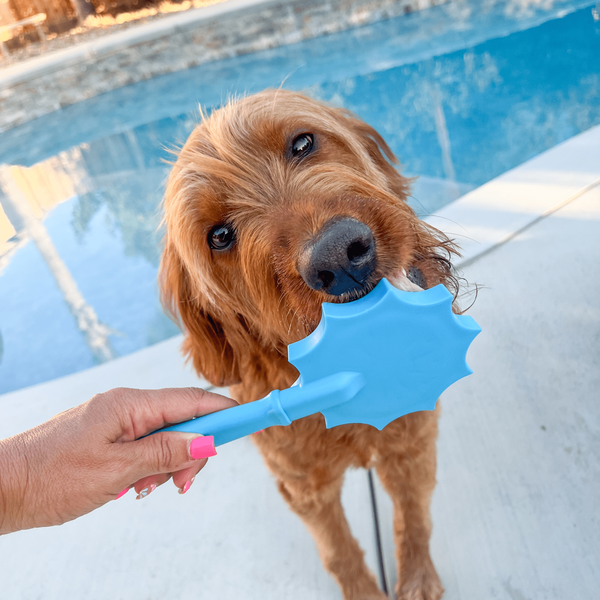 A Dog licking a Farm to Pet Blue Flower Lick Stick outdoors by a pool.