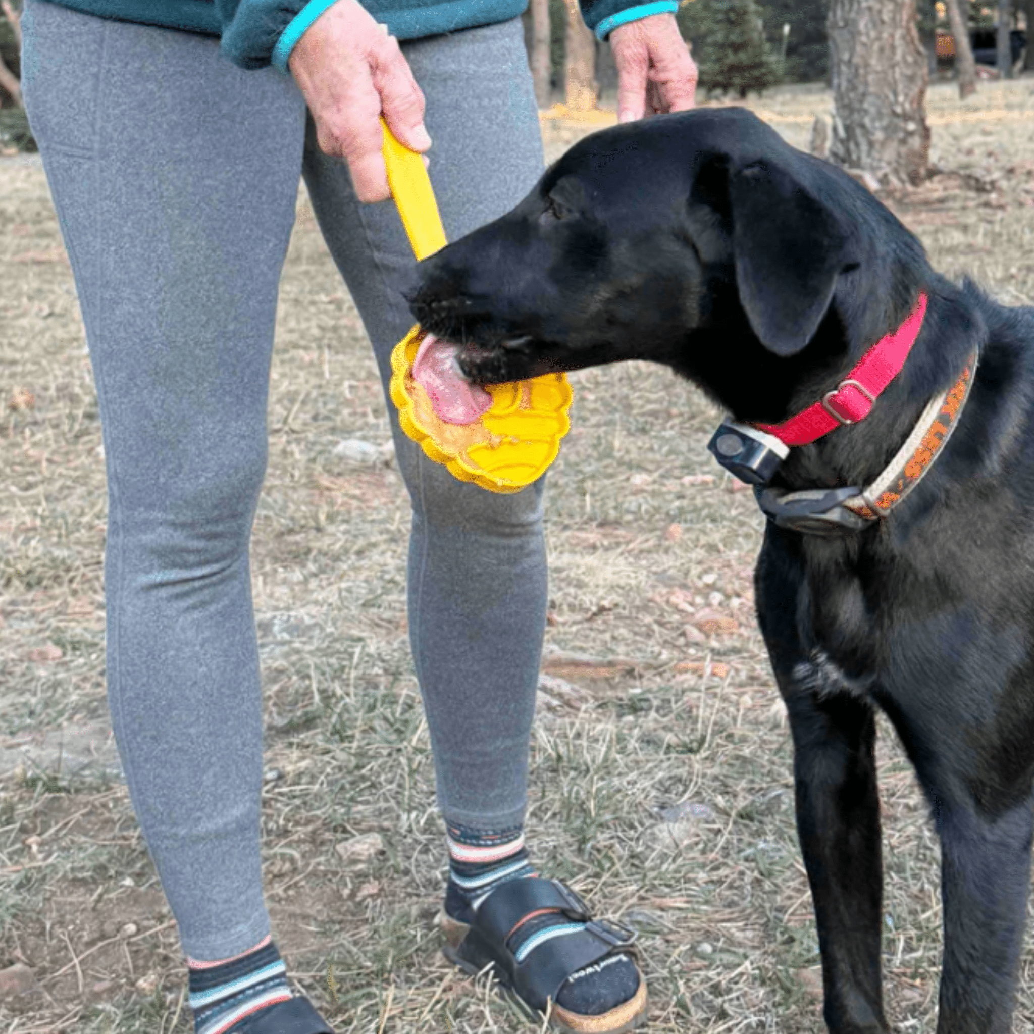A Black dog licking a Farm to Pet Lick Stick a yellow beehive held by a person outdoors.