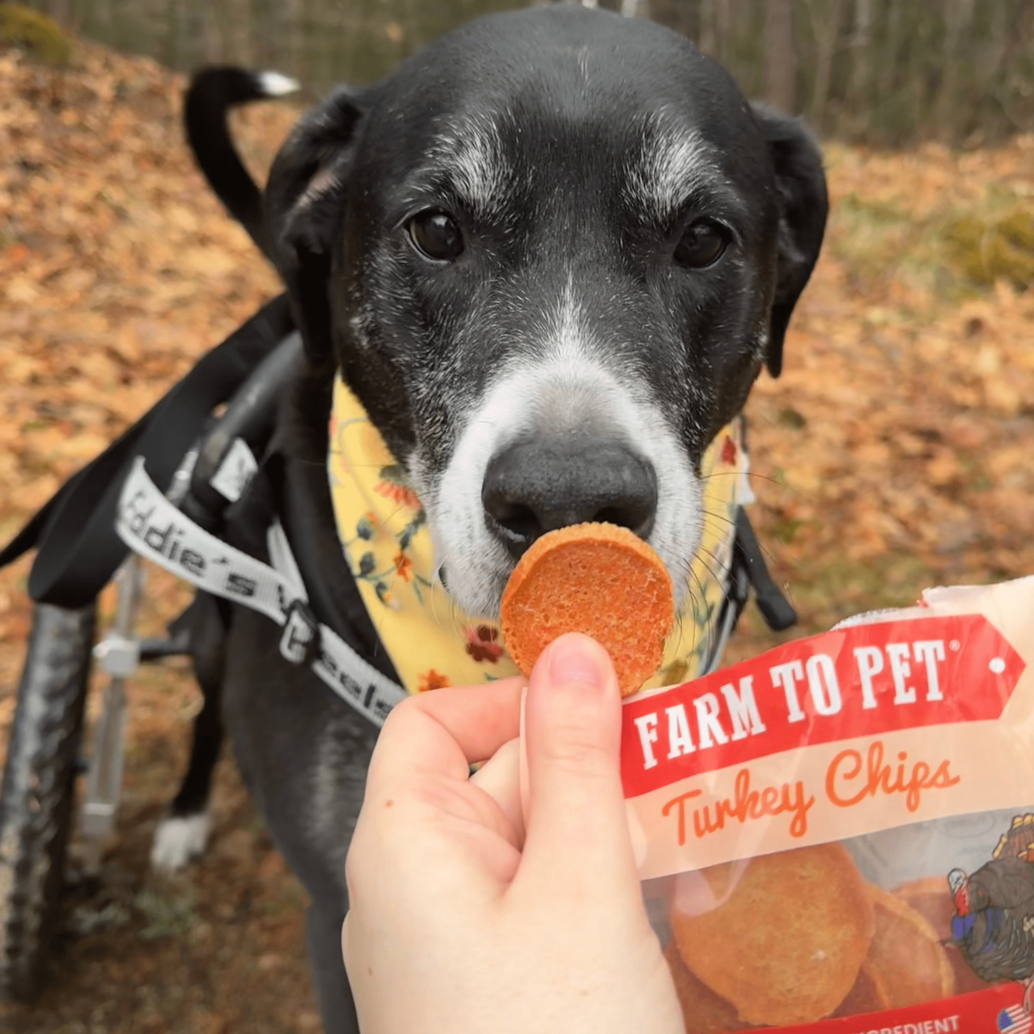 A black dog with a Farm to Pet turkey chip with a person's hand offering it, outdoors.