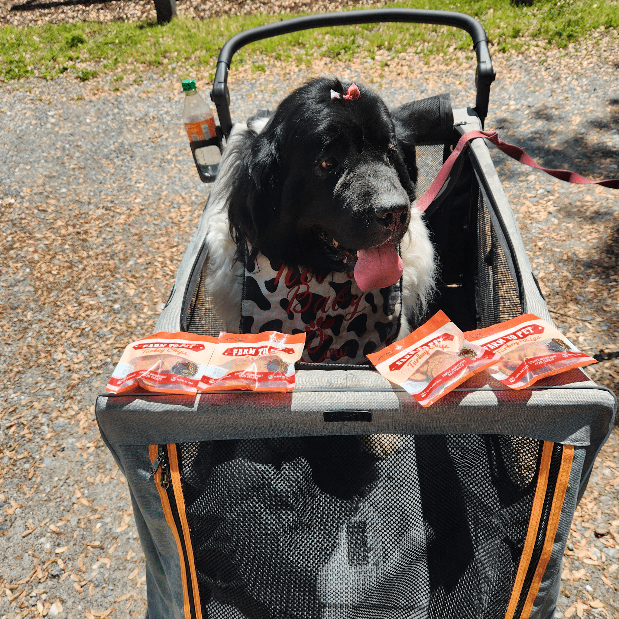 A large black dog in a wagon with tongue out looking at bags of Farm to Pet Turkey Snack Packs outside .