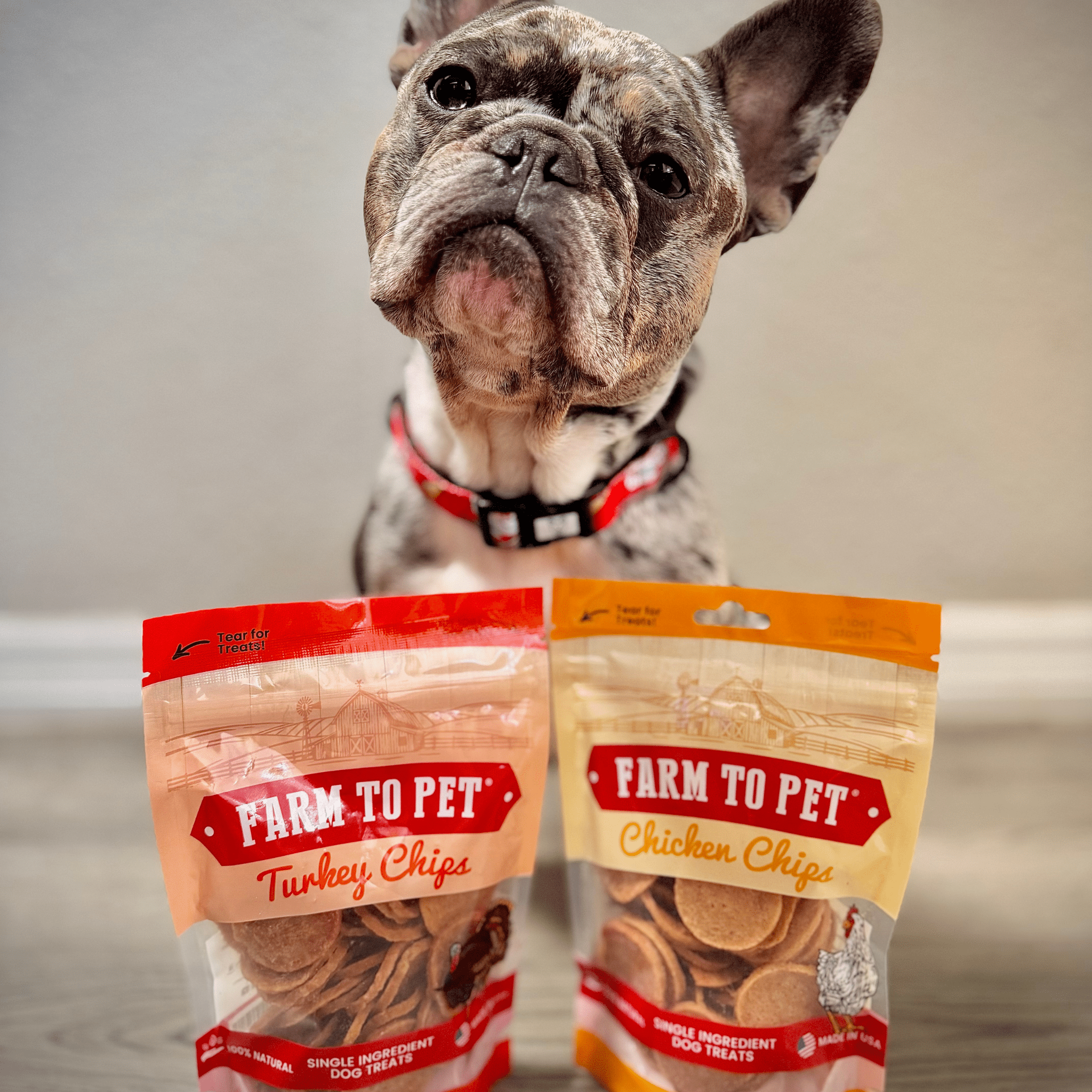 A French Bulldog looking at Farm to Pet turkey and chicken chips packages on a gray background.