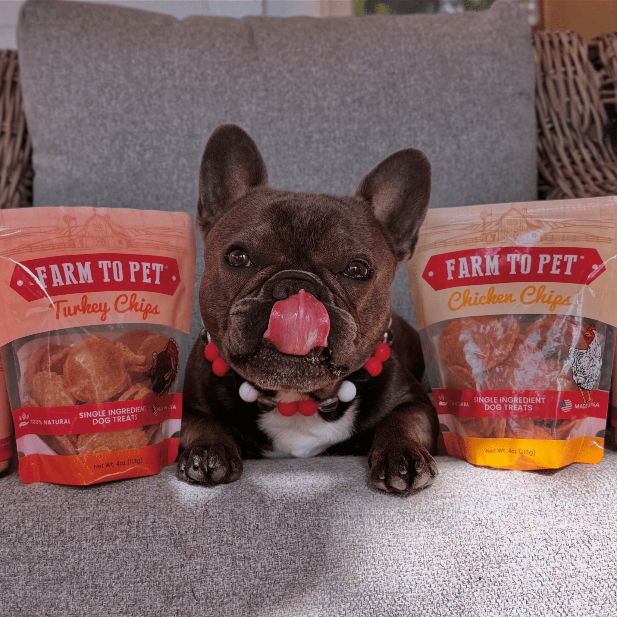 A French bulldog with Farm to Pet turkey and chicken chips packages on a couch with his tongue sticking out.