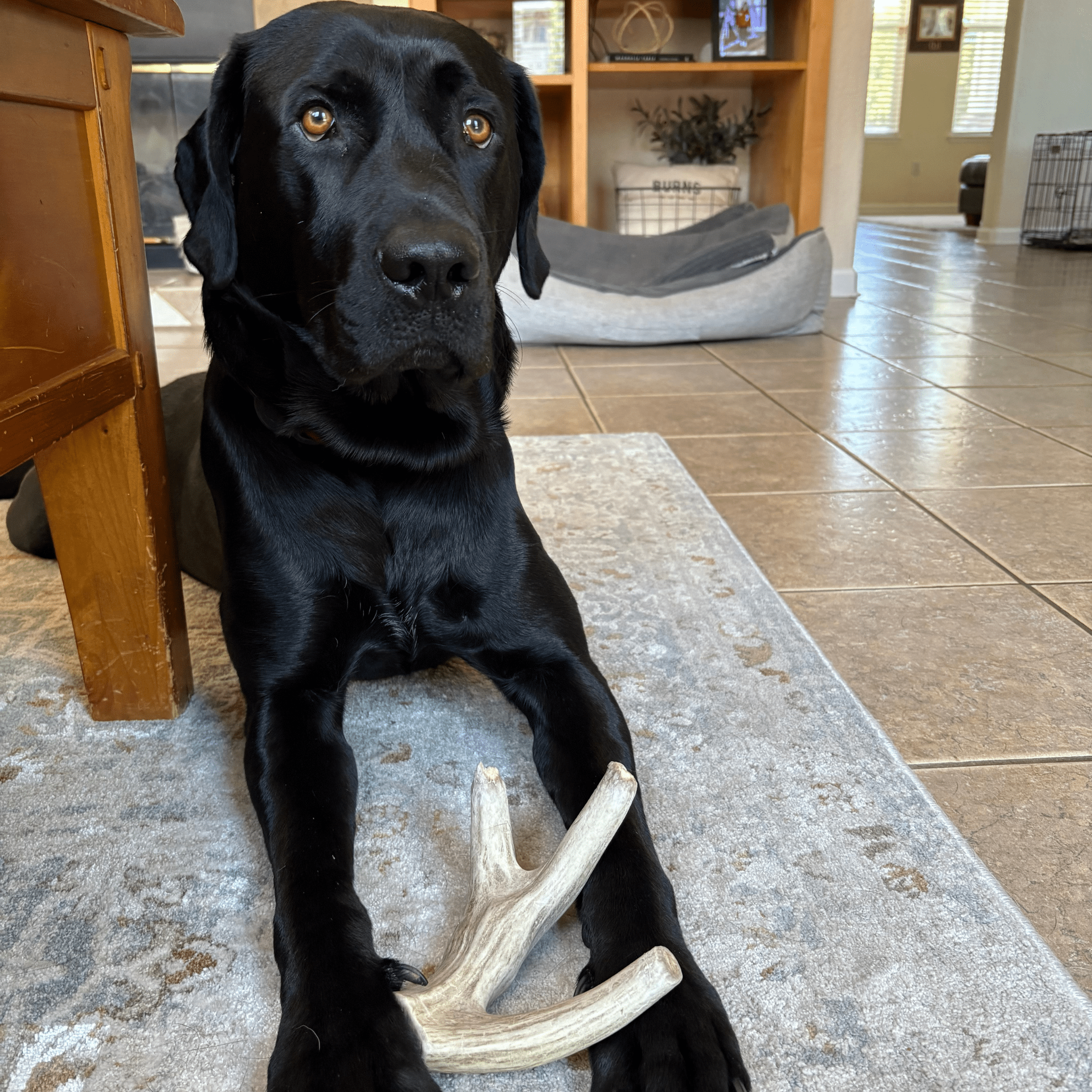 Black dog sitting on a rug with Farm to Pet giant deer antlers in a living room.