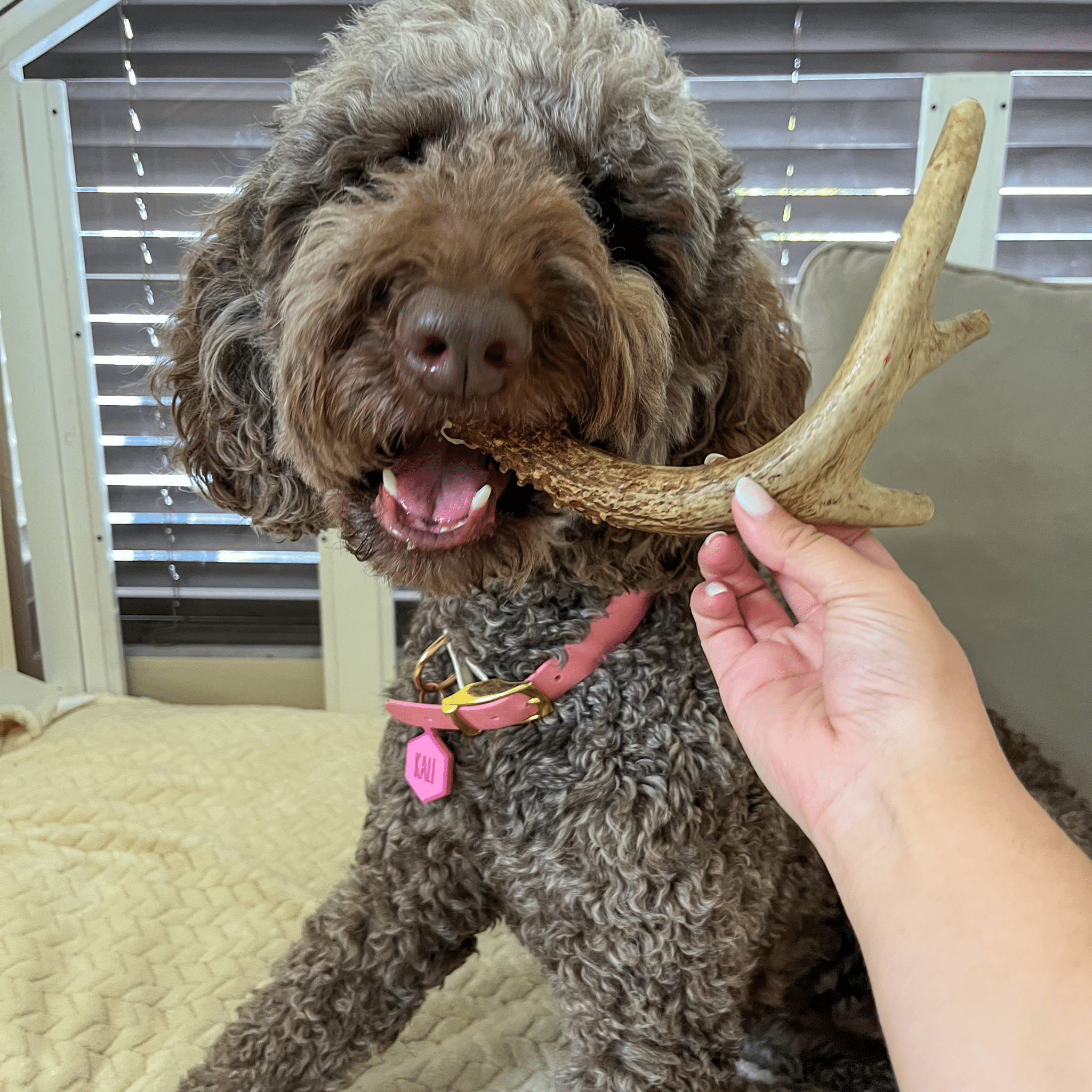 Dog chewing on a Farm to Pet giant deer antler held by a person indoors.