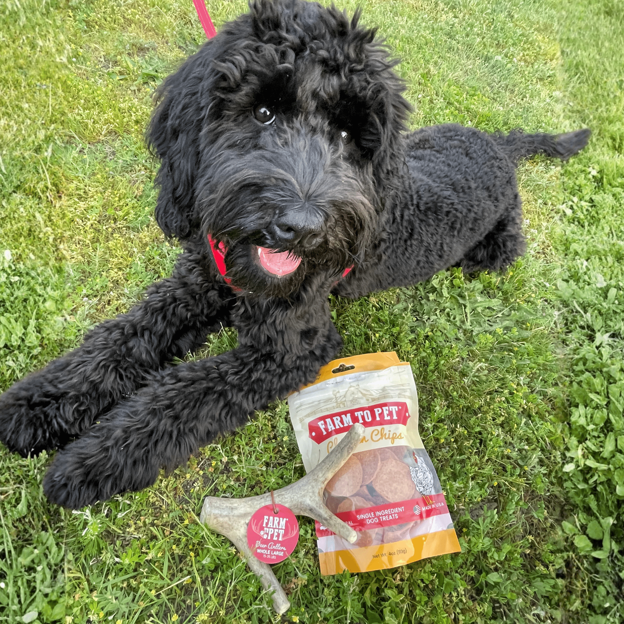 A black dog lying on grass with a bag of Farm to Pet dog treats and deer antler.
