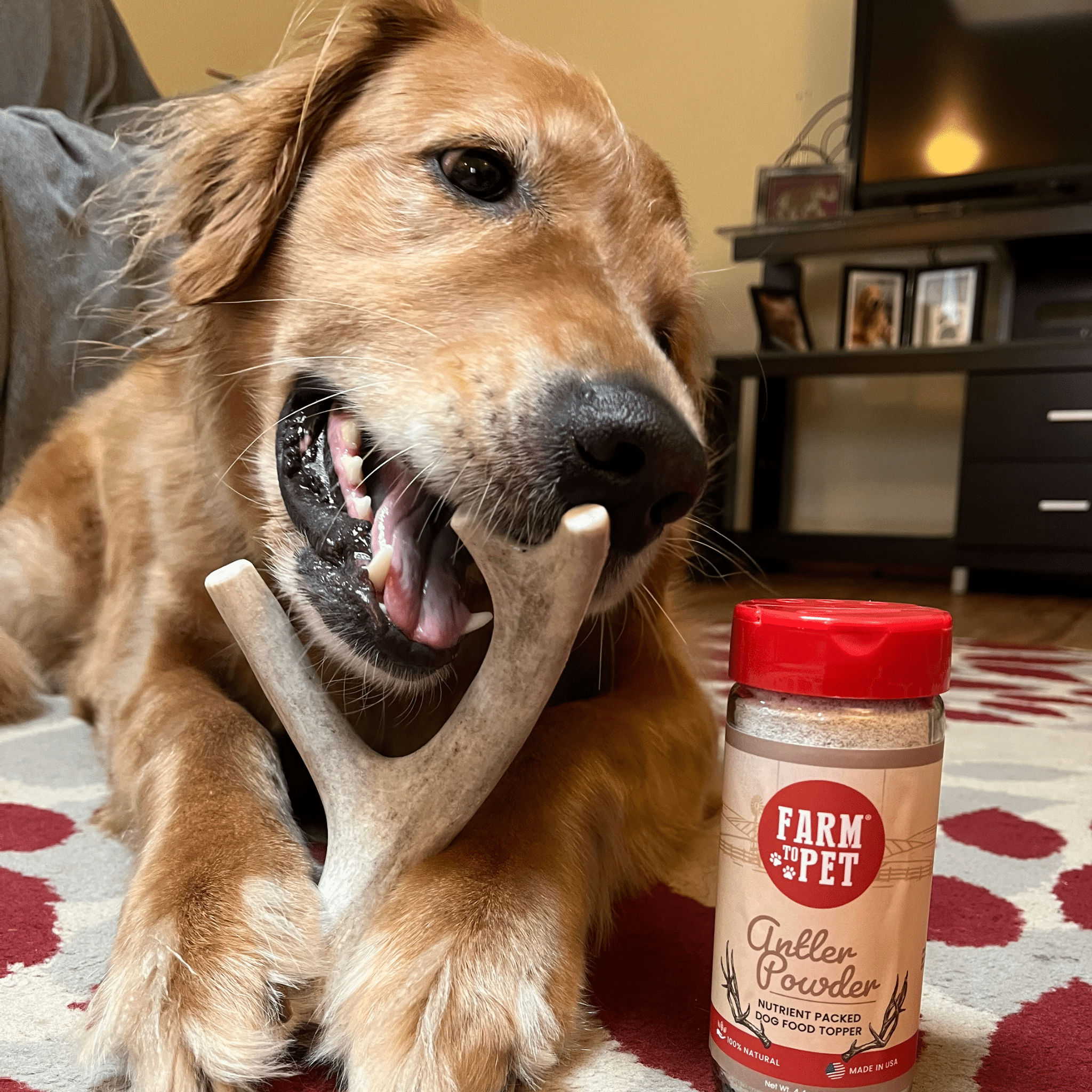 Dog chewing on a deer antler with a jar of 'Farm to Pet' Antler powder in the foreground.