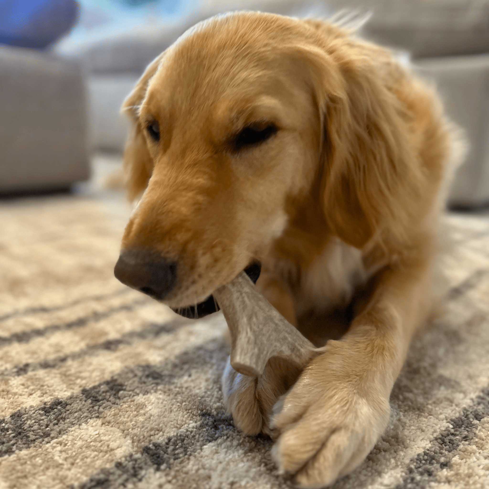 Dog chewing on a Farm to Pet deer antler indoors.