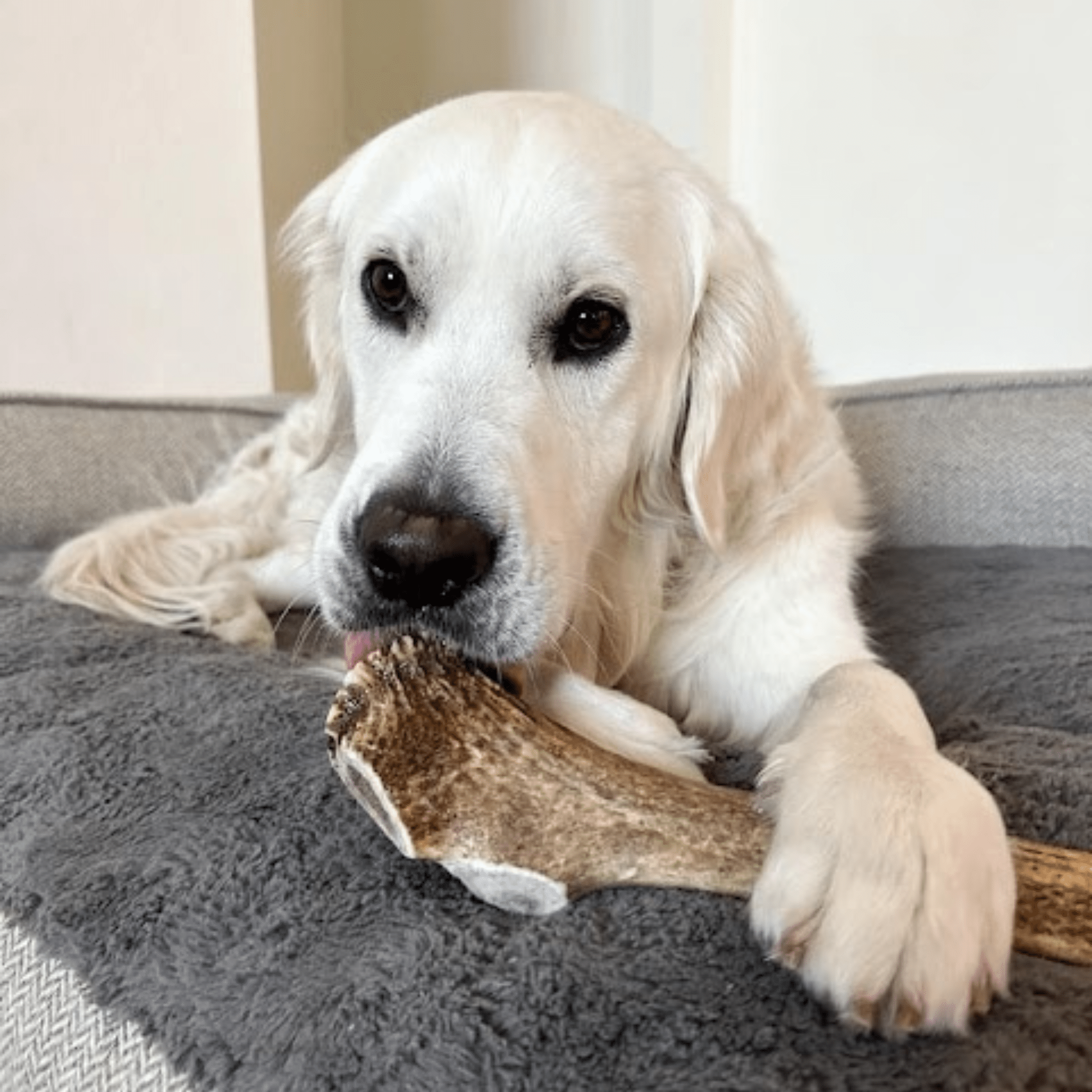 A white dog chewing on a Farm to Pet Giant elk antler while laying on a gray cushion.