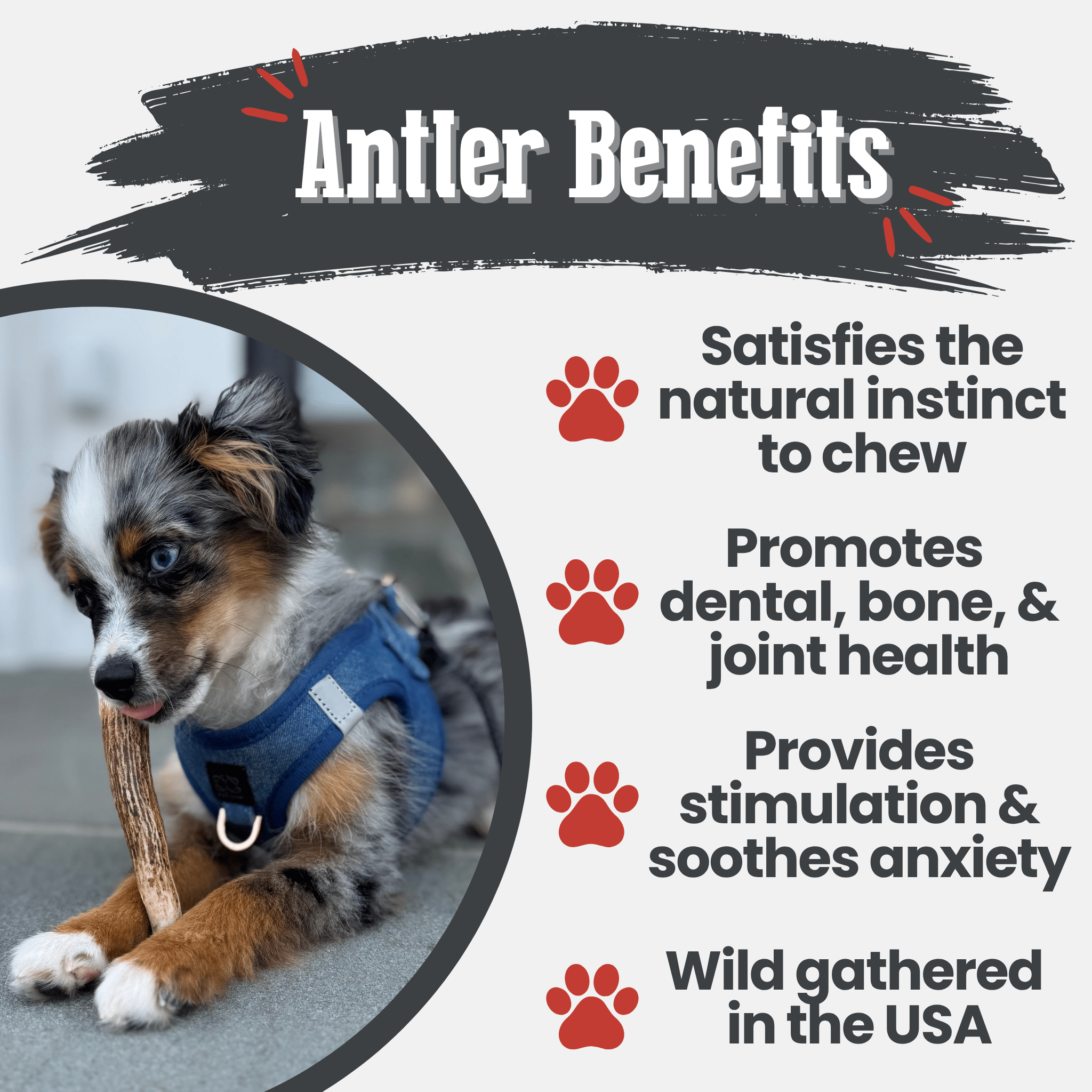 A dog chewing on a Farm to Pet Elk Antler with text about antler benefits on a white background.
