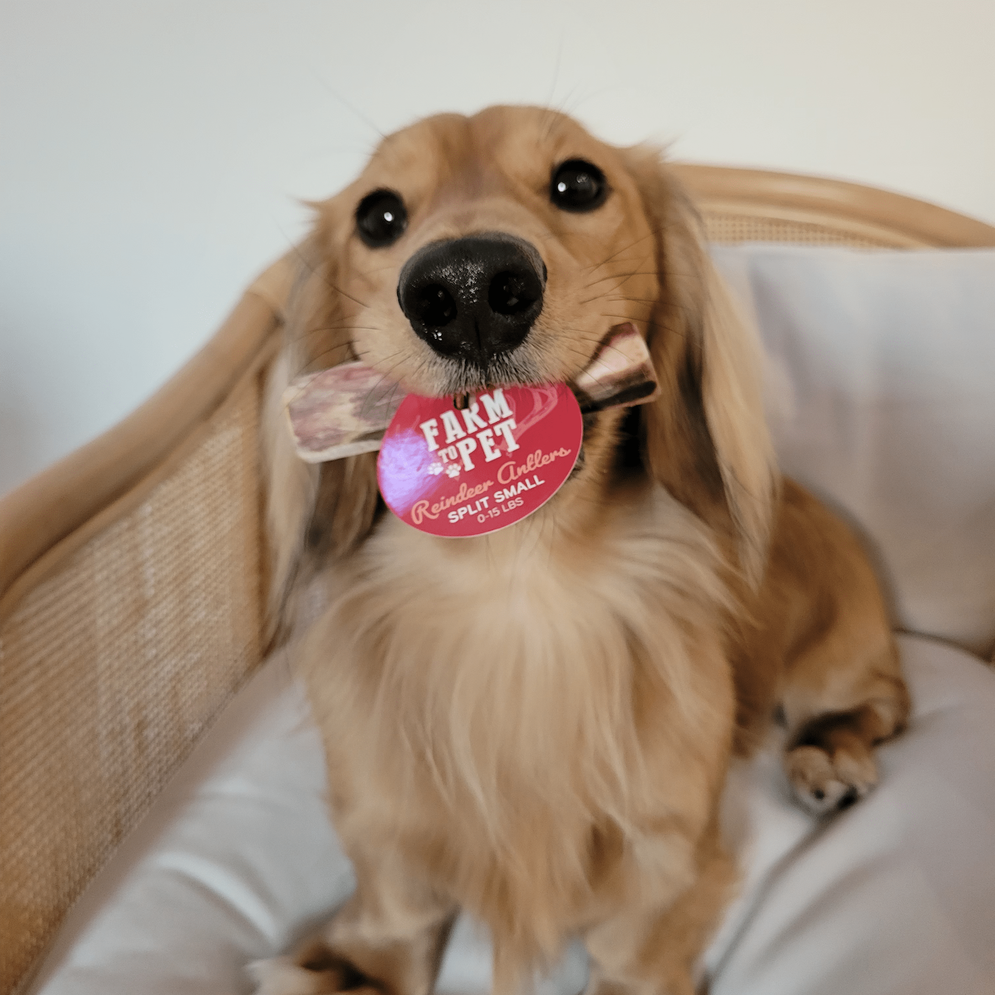 A dog with a red tag on a Farm to Pet reindeer antler in it's mouth on a white couch.