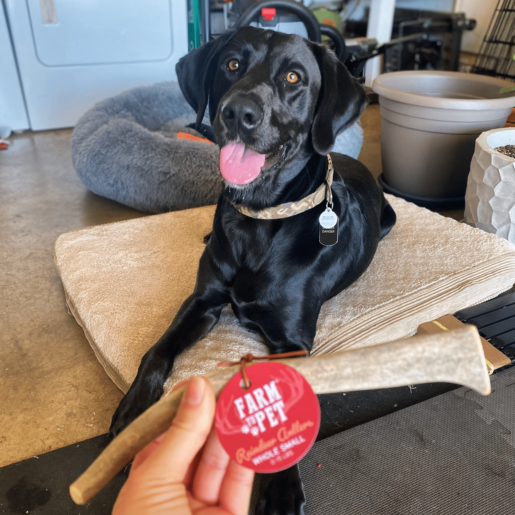A black dog sitting on a cushion with a person holding a reindeer antler chew and a 'Farm to Pet' tag in front of it.