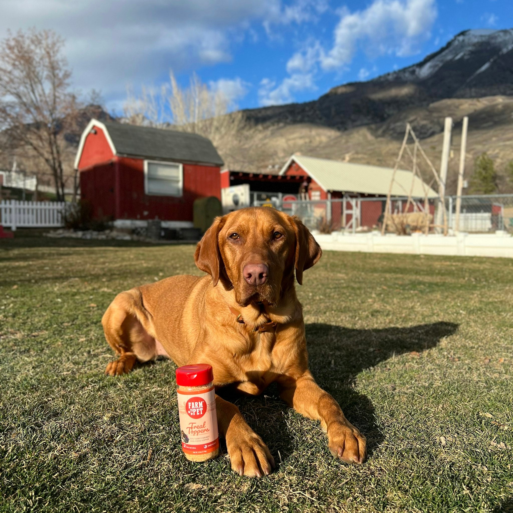 A brown Labrador laying on the ground with a mountain and barn in background and a jar of Farm to Pet Turkey Treat Dog Food Toppers beside it.
