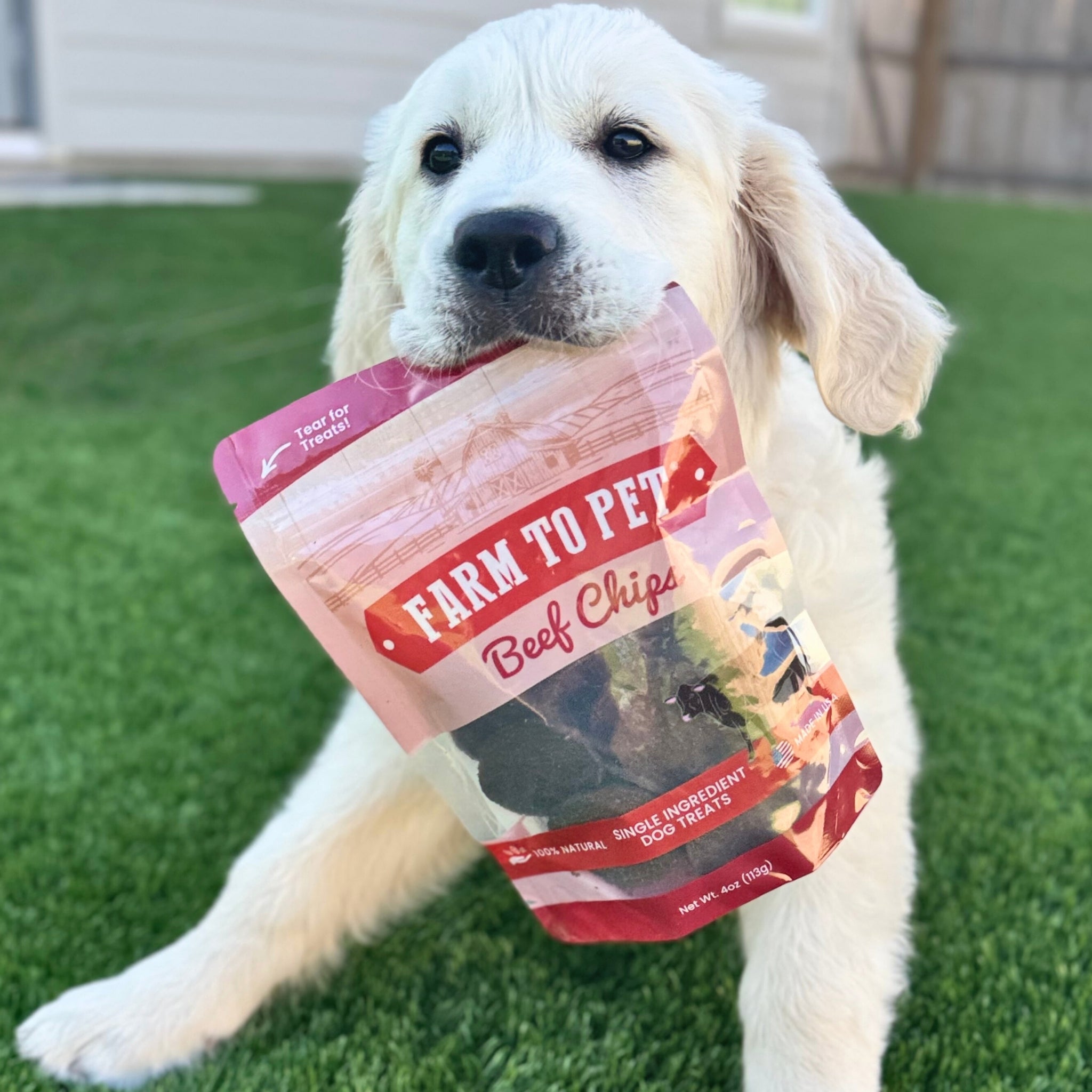 A white dog holding a package of Farm to Pet Beef Chips in it's mouth laying in the grass.
