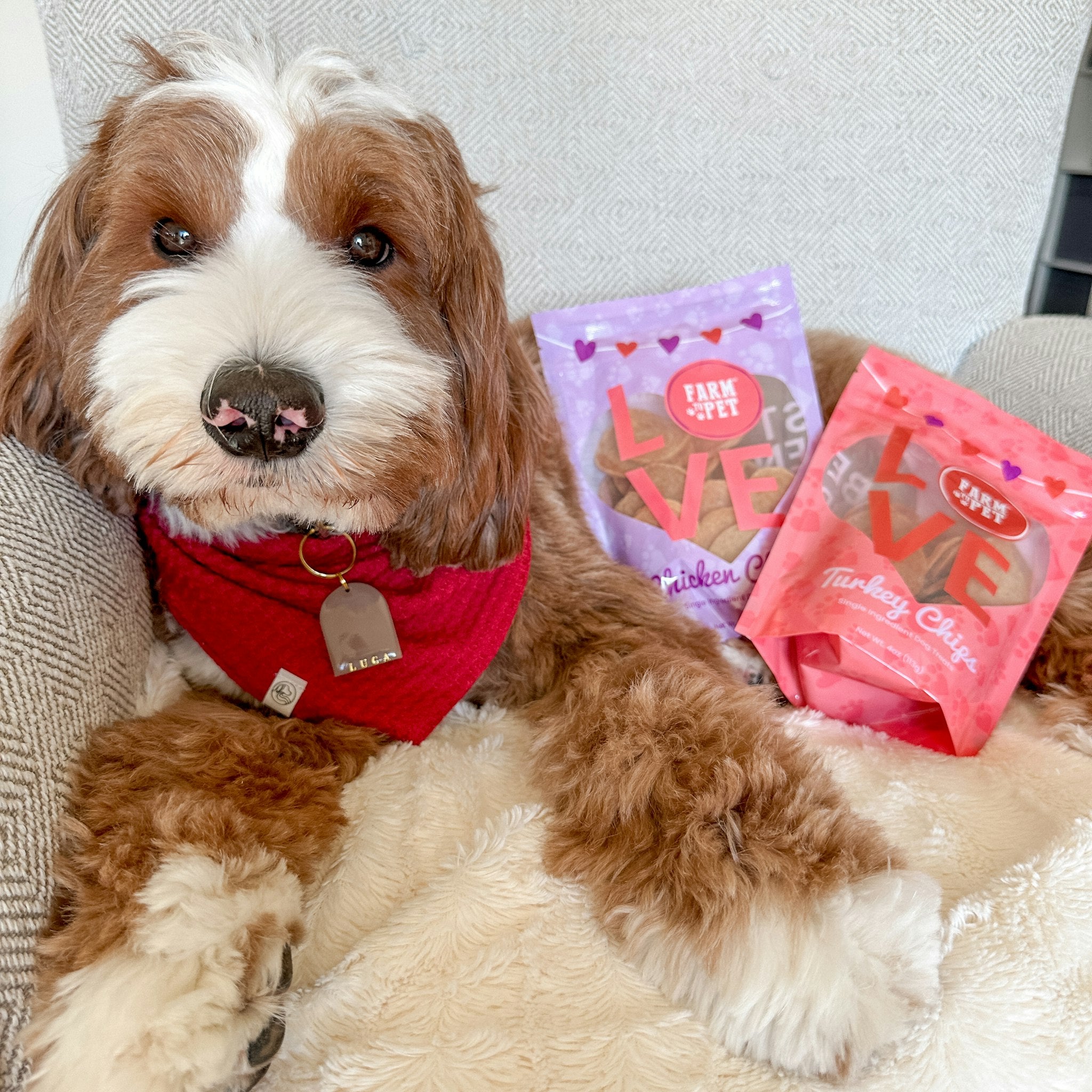 A brown and white small dog wearing a red bandana laying on a couch with Farm to Pet Love Treat bags. 