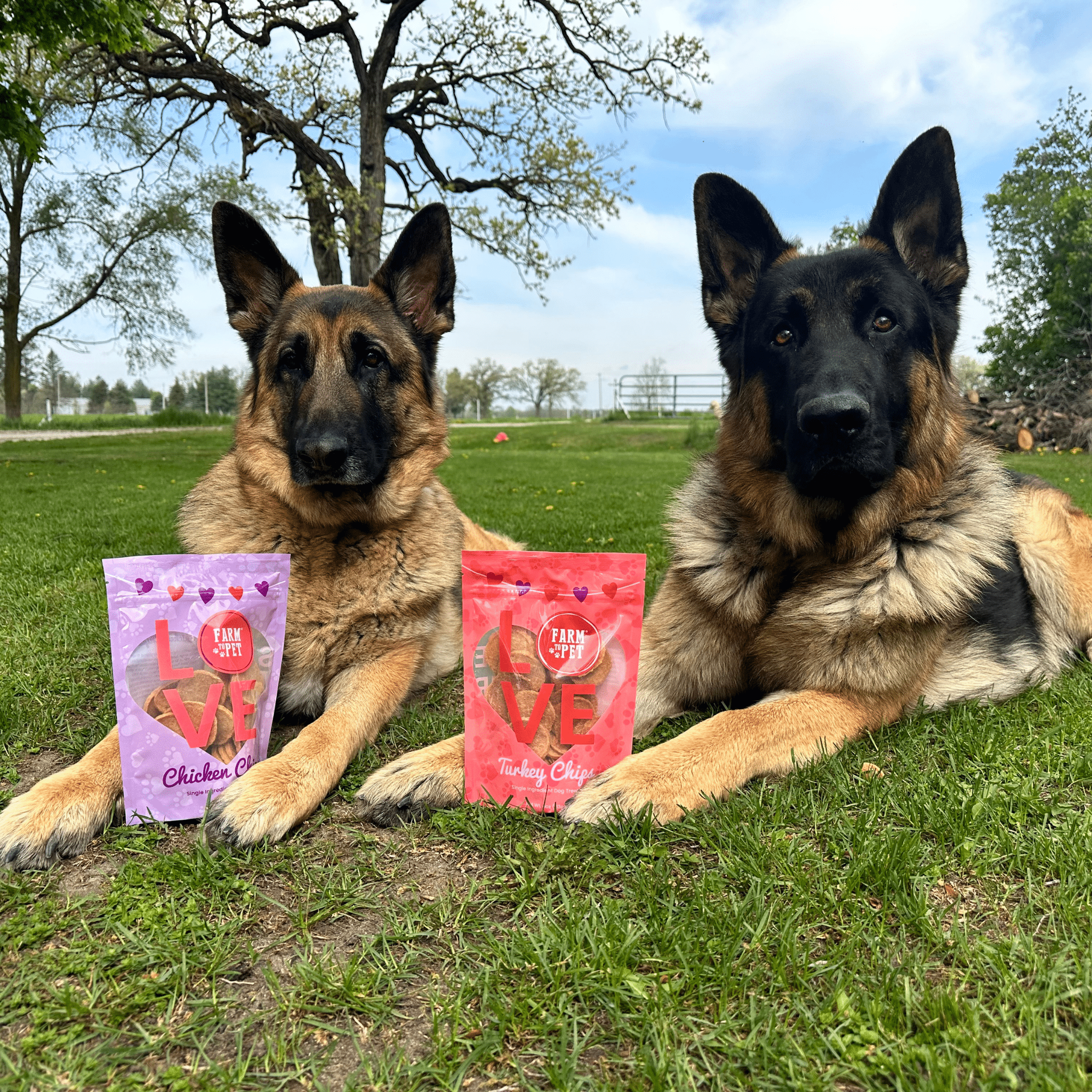 Two German Shepherd dogs lying on grass with two bags from Farm to Pet Valentine's treats of dog food in front of them.