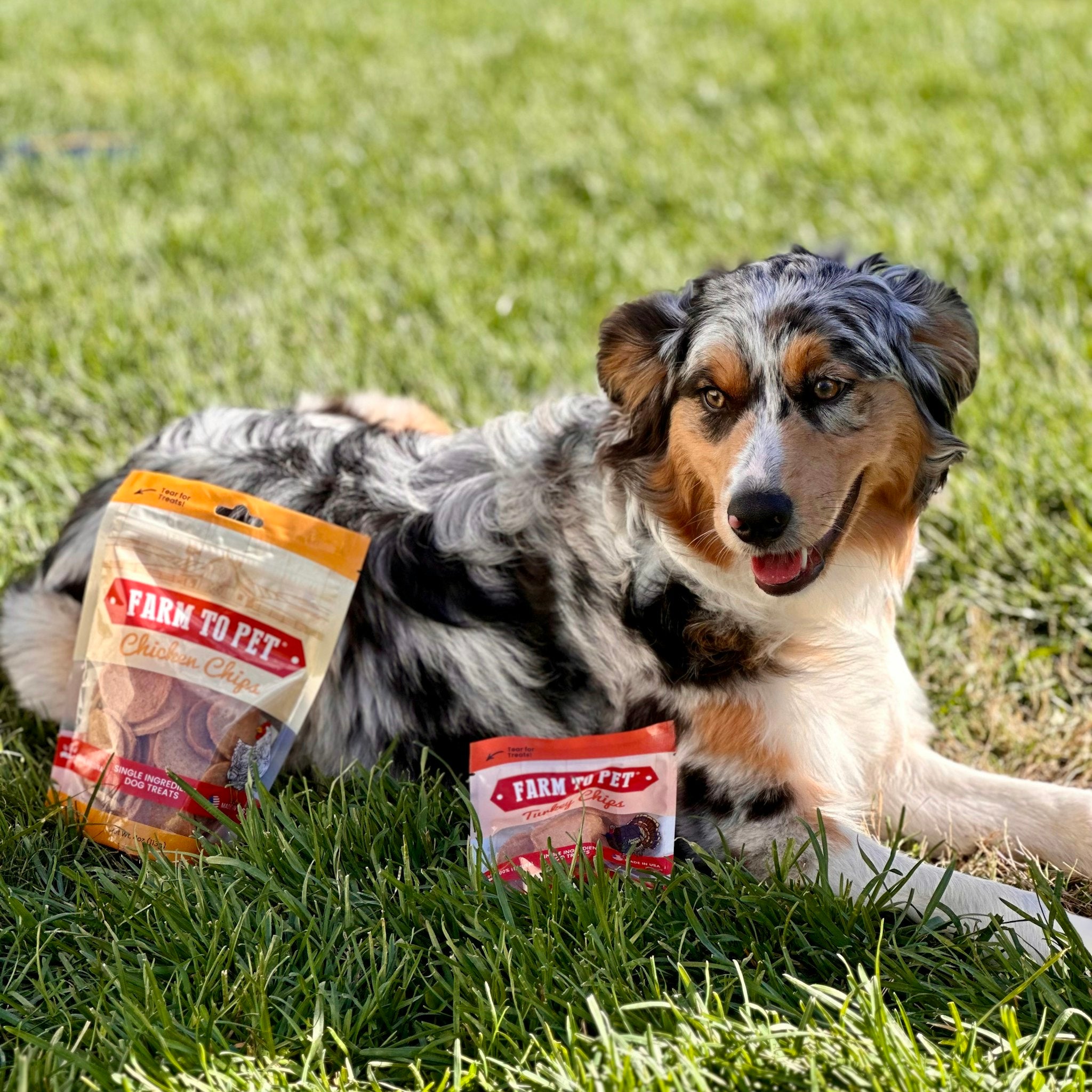 A Aussie dog laying in the yard with Farm to Pet Chicken and Turkey Treats by it.