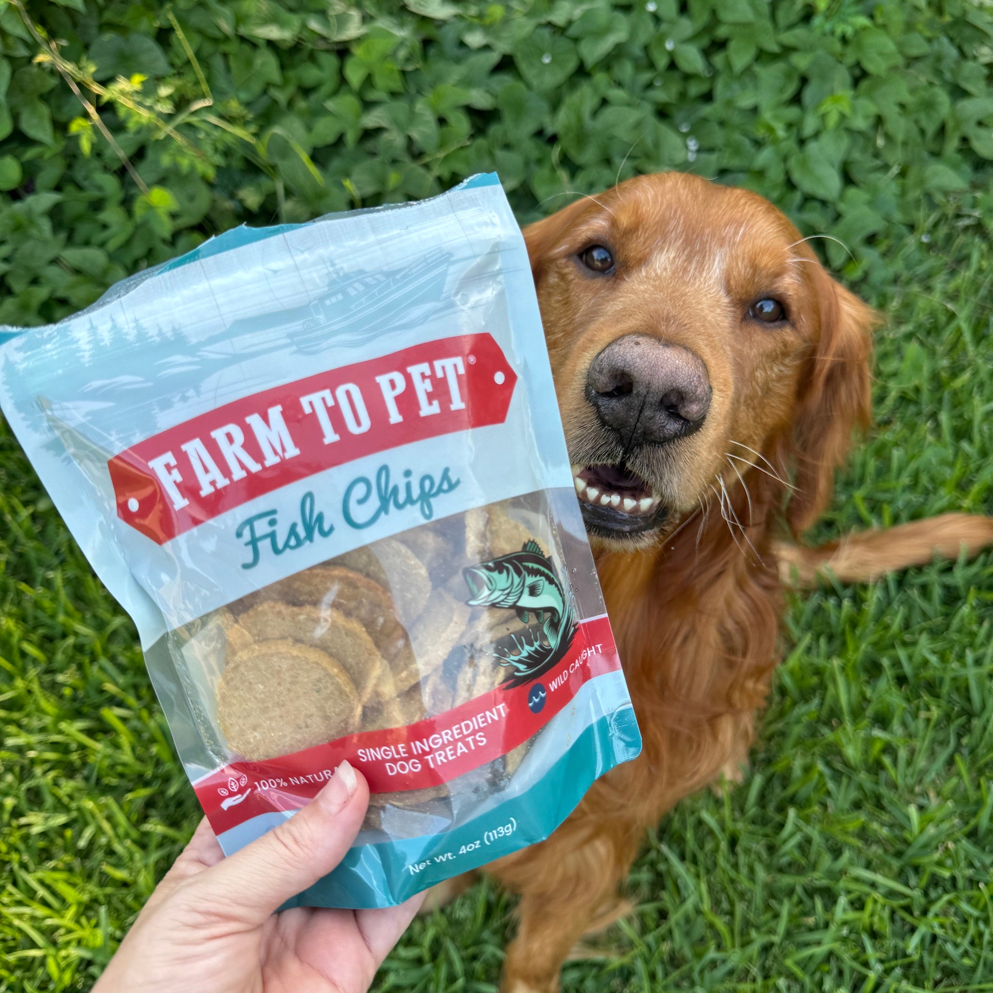 A dog sitting in the grass with  a package of 'Farm to Pet Fish Chips' treats in a persons hand.