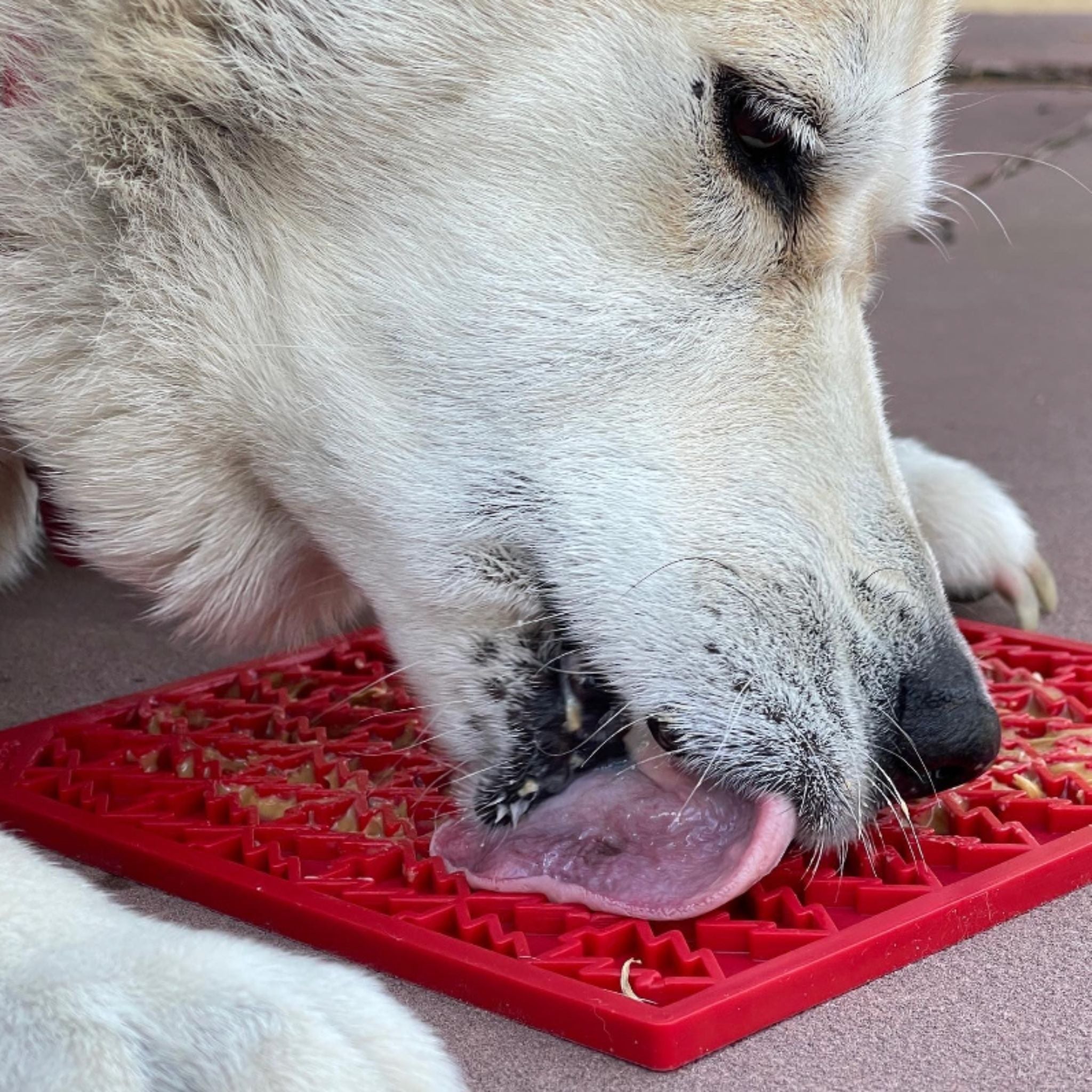 A white dog licking a Farm to Pet Red Tree Lick Mat enjoying the treats on it.