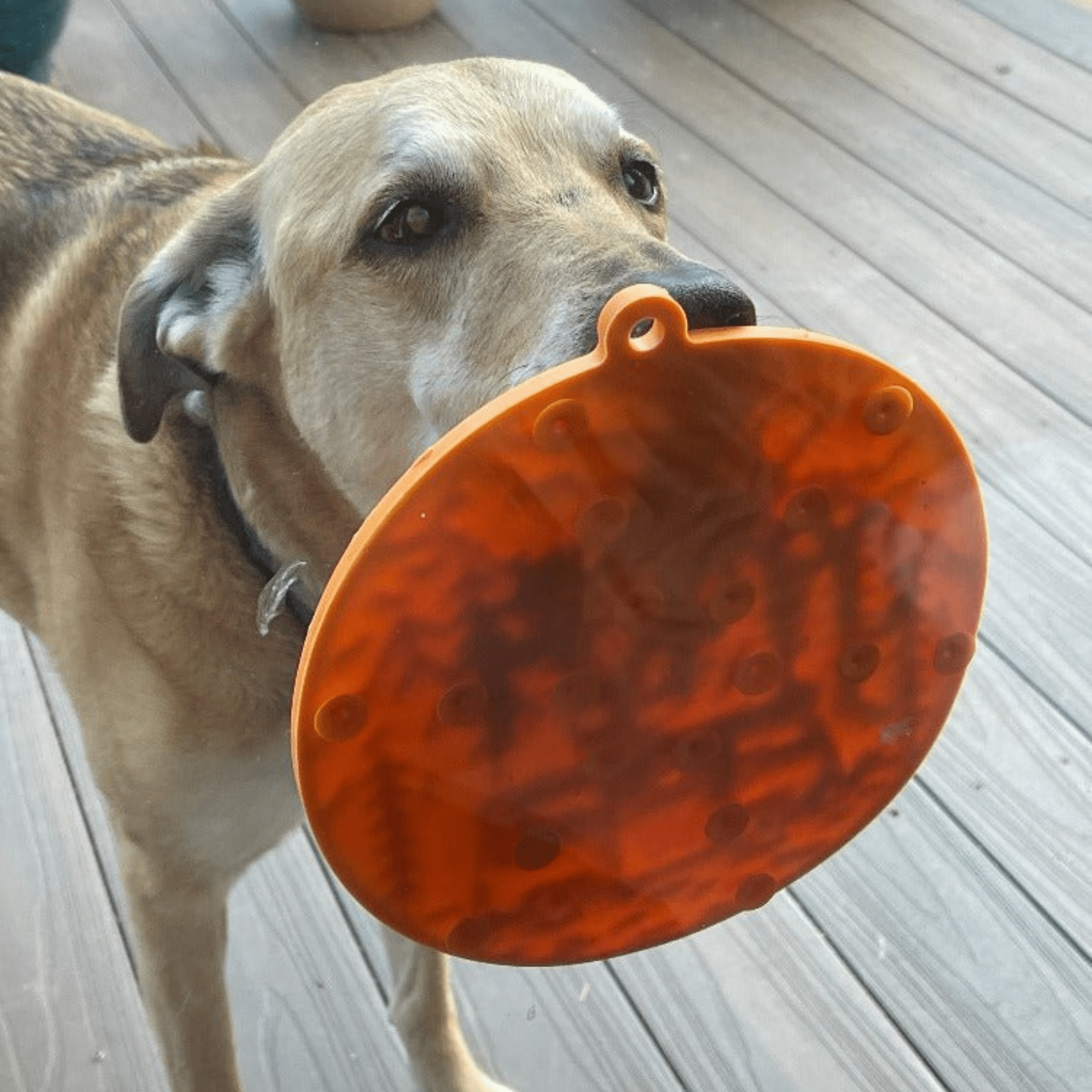 A Dog licking a Farm to Pet orange camp lick mat that is stuck to a glass door.
