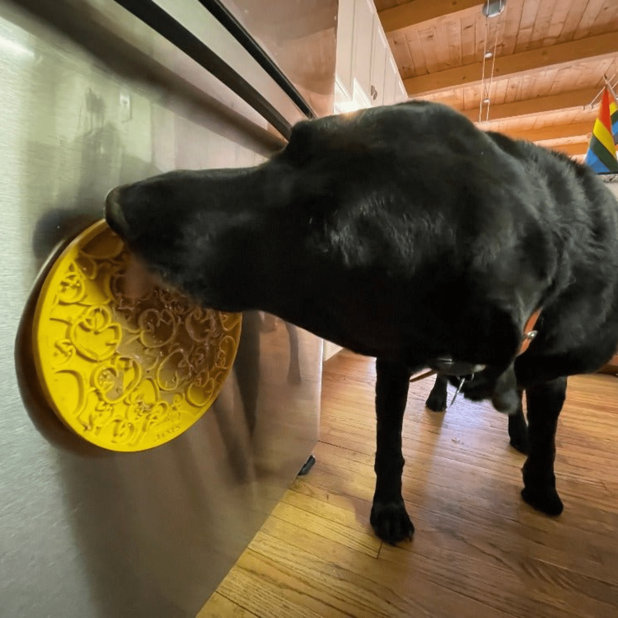 Black dog licking a Farm to Pet yellow round lick mat on a refrigerator surface.