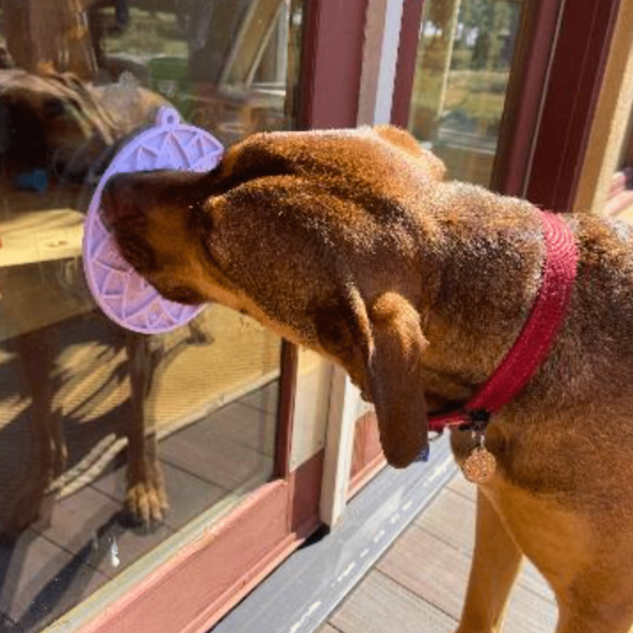 A Dog licking a Farm to Pet Lick Mat stuck to a glass door from the outside.