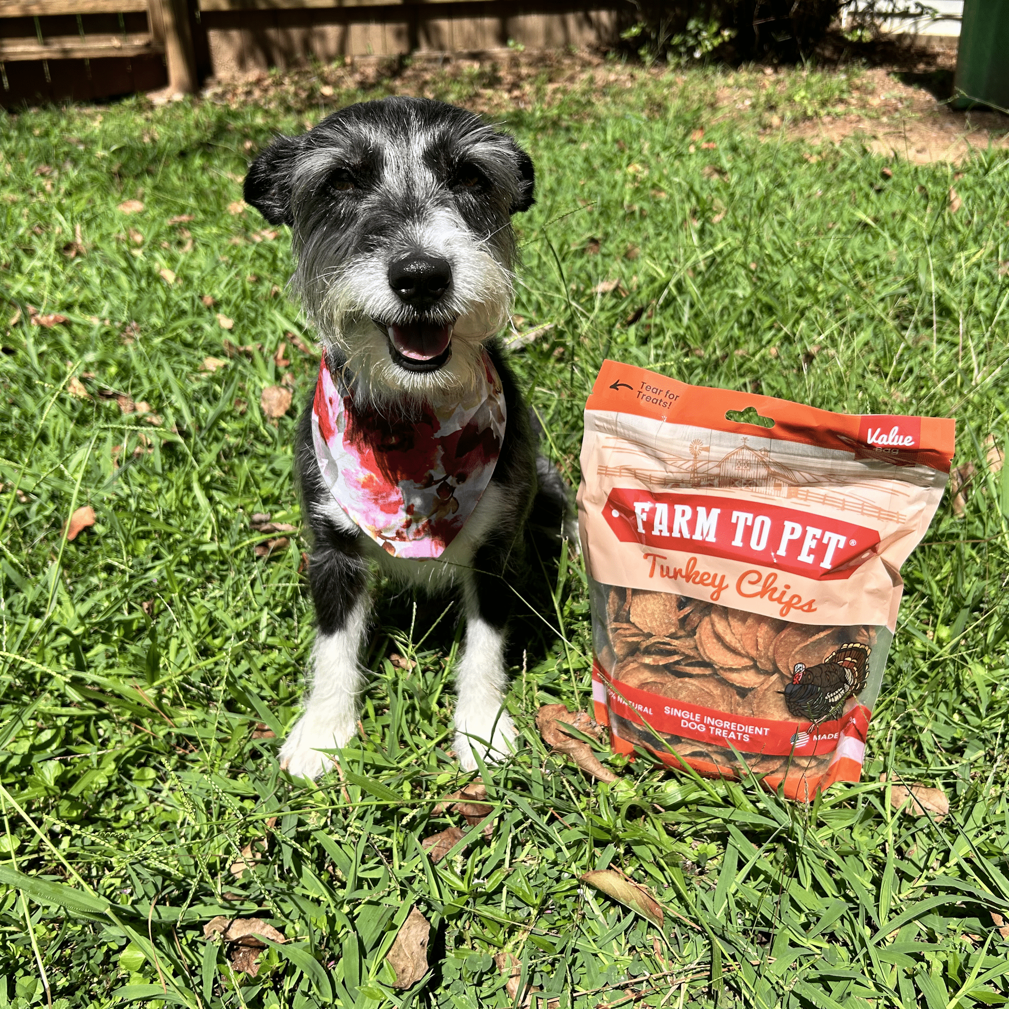 A Black and white dog in the grass outside sitting by a bag of Farm to Pet Value Bag of Turkey Chips.