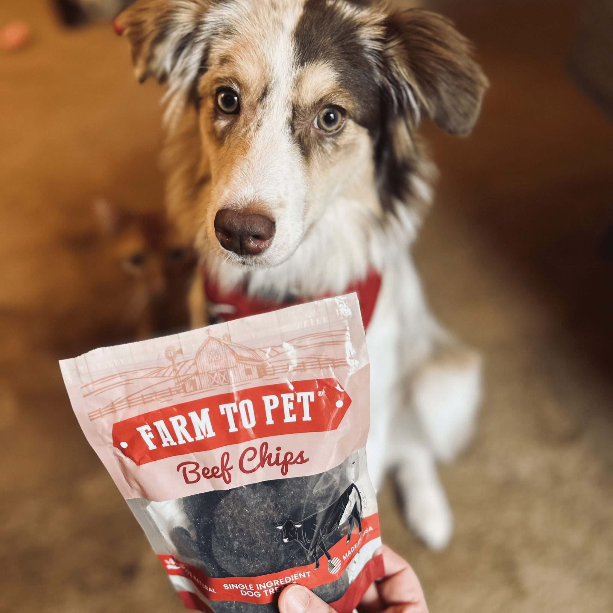 A Aussie sitting with a bag of Farm to Pet Beef Chips.