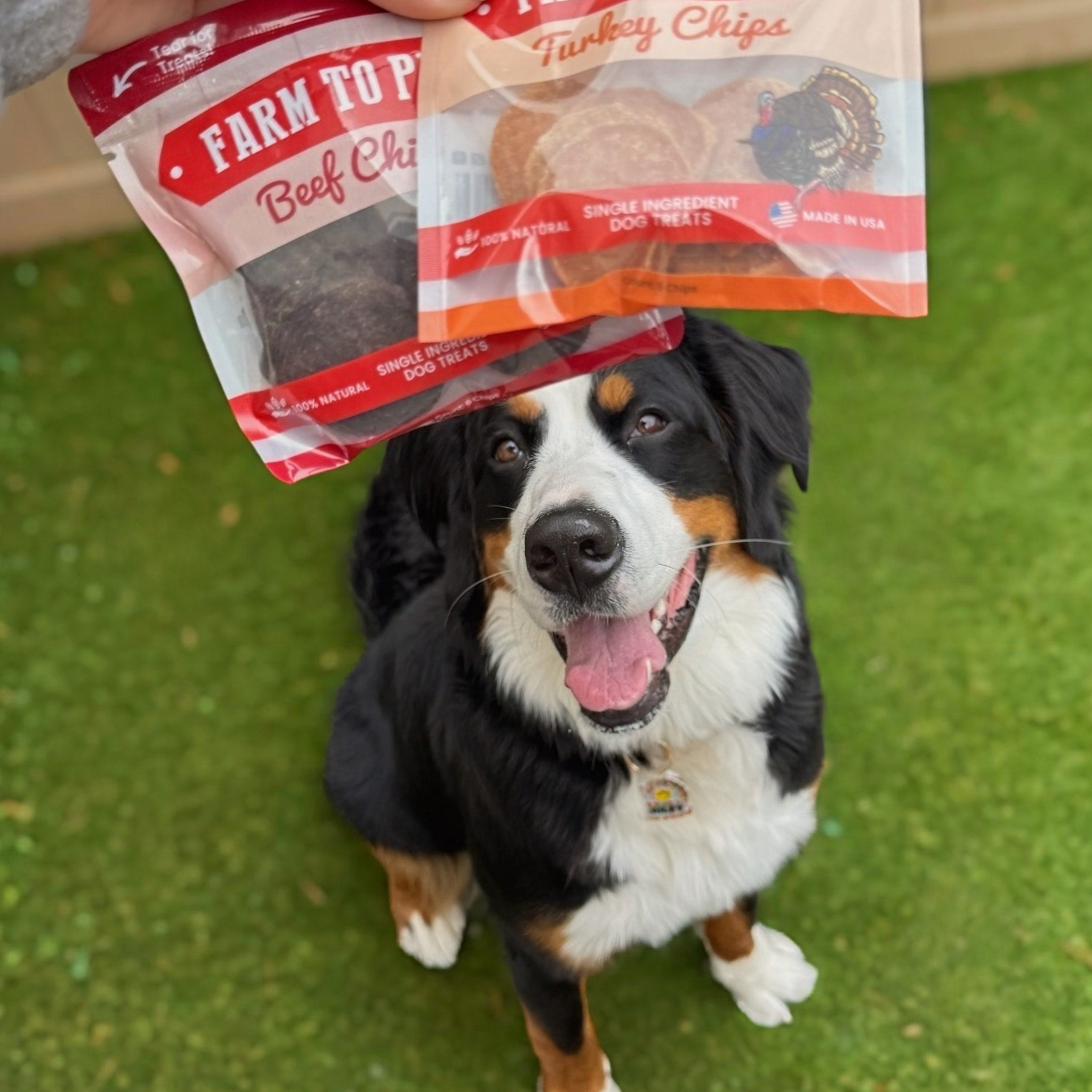 A dog  staring at Farm to Pet dog treats above its head on a grassy background.