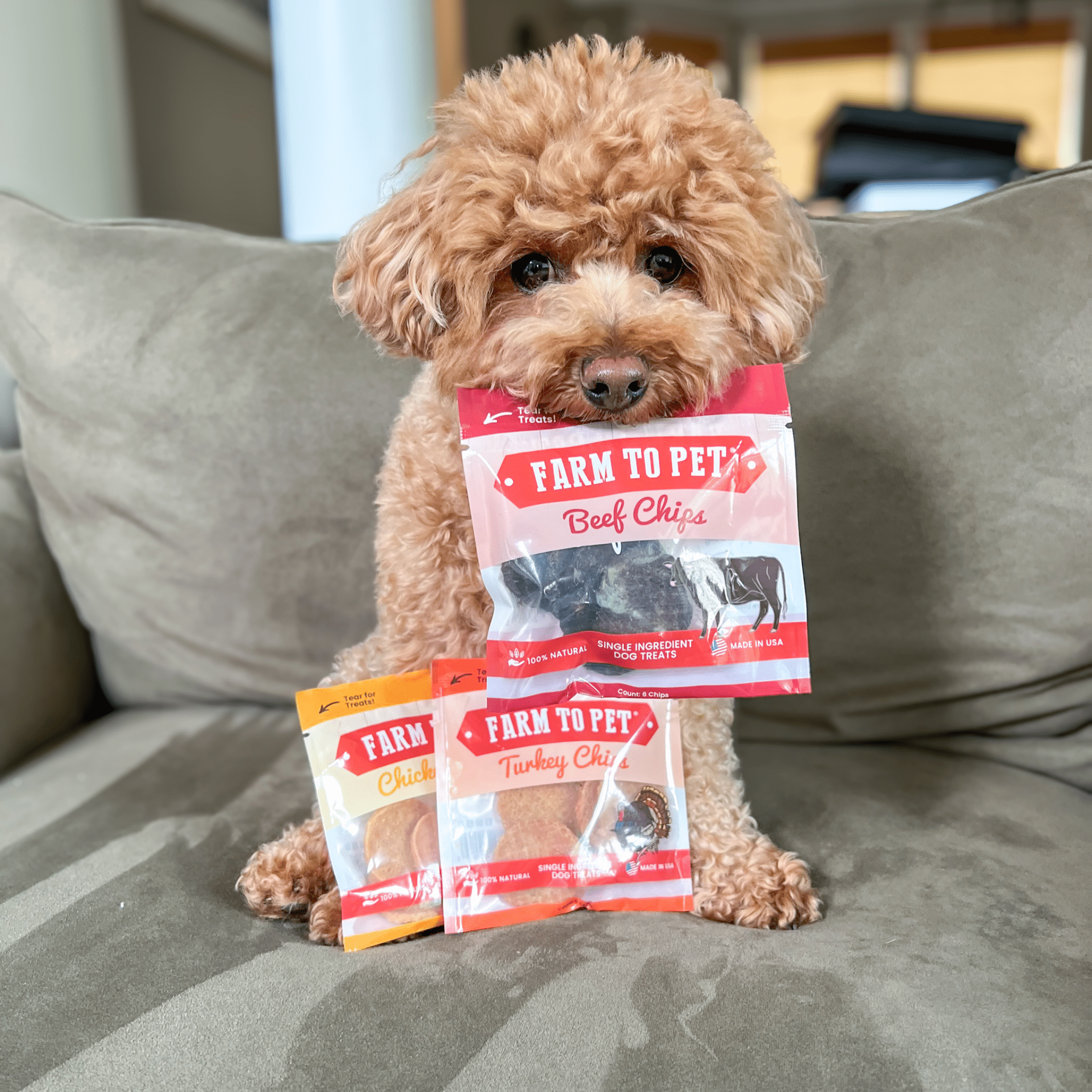 A brown dog holding a package of Farm to Pet dog treats sitting  on a couch.