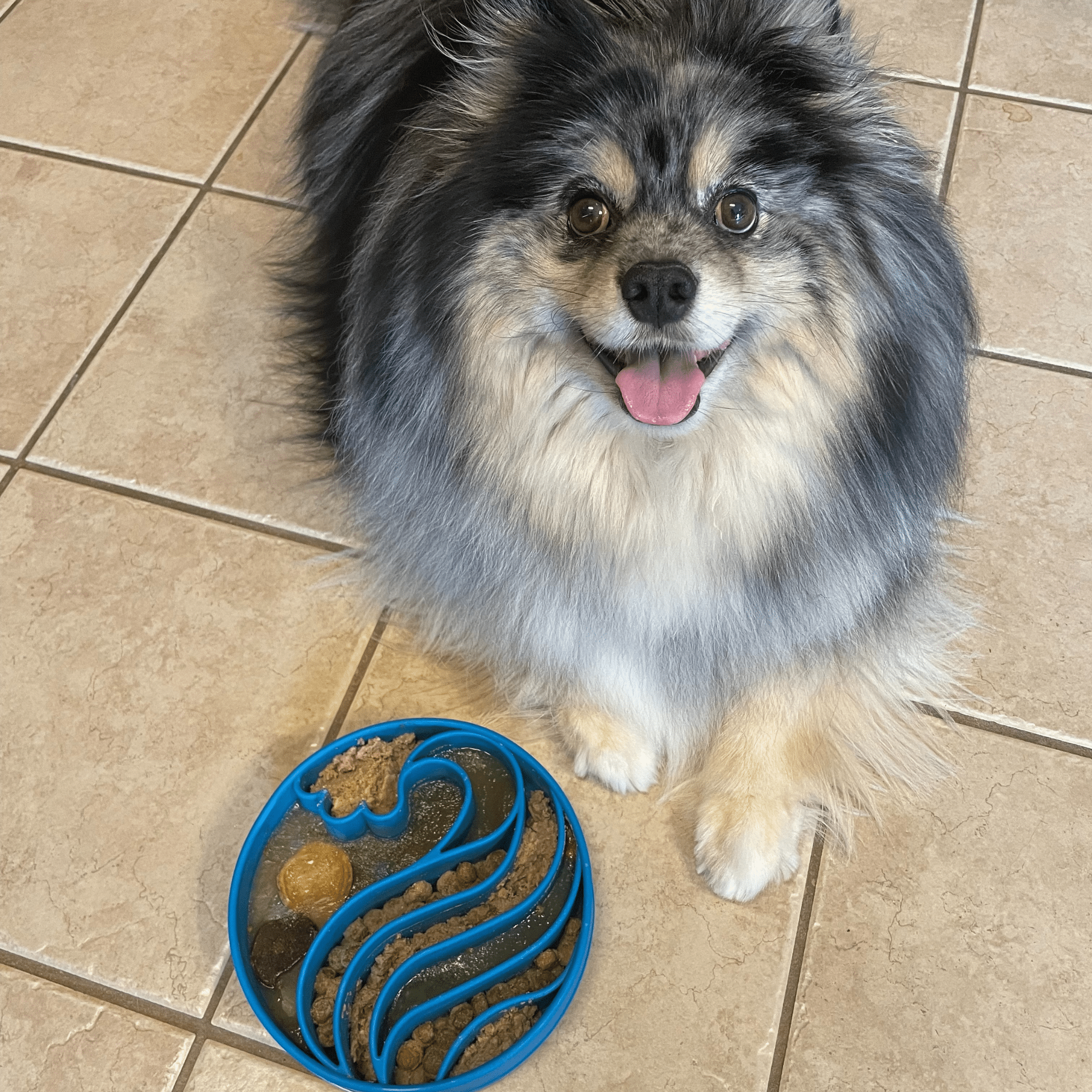 A Dog sitting on a tiled floor next to a Farm to Pet blue wave slow feeder dog bowl with food.