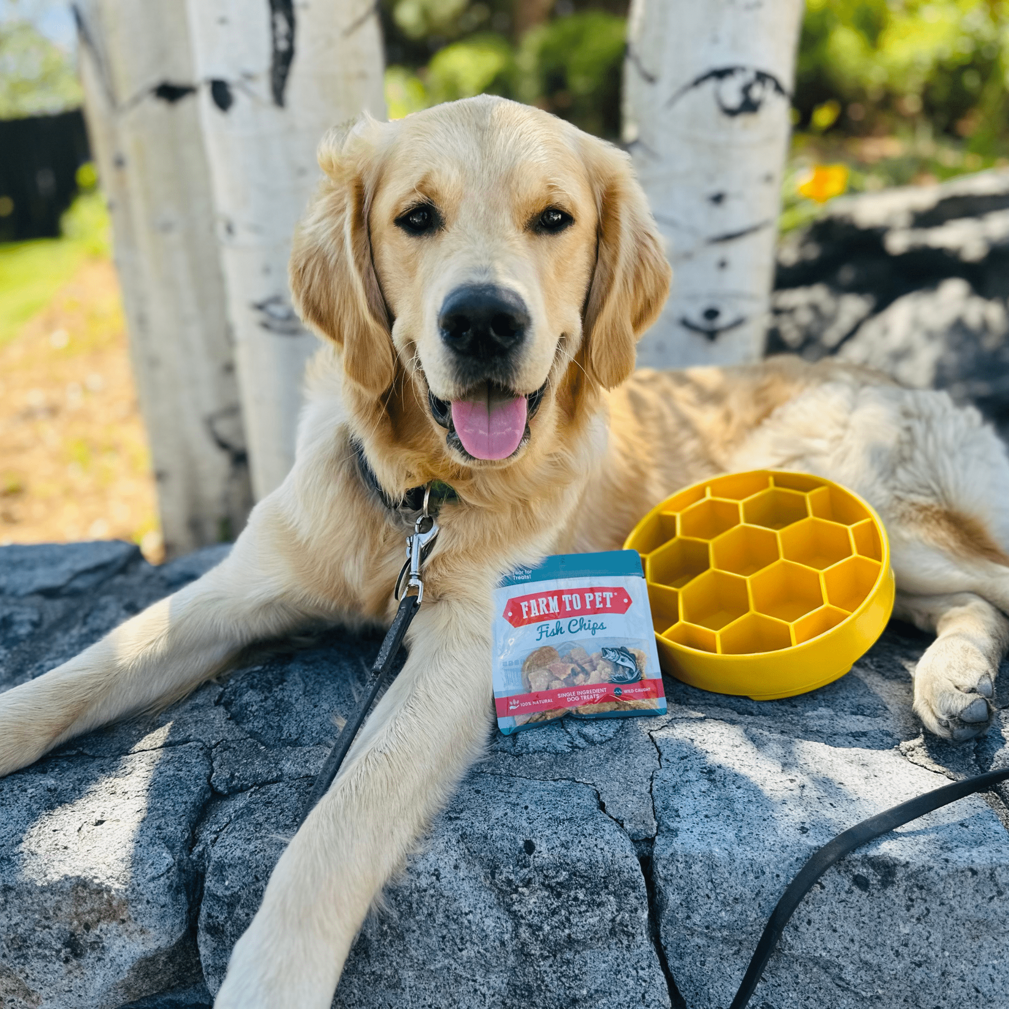  A white dog lying on rocks with a Farm to Pet yellow honeycomb slow feeder dog bowl and Farm to Pet Fish Chips outdoors. 