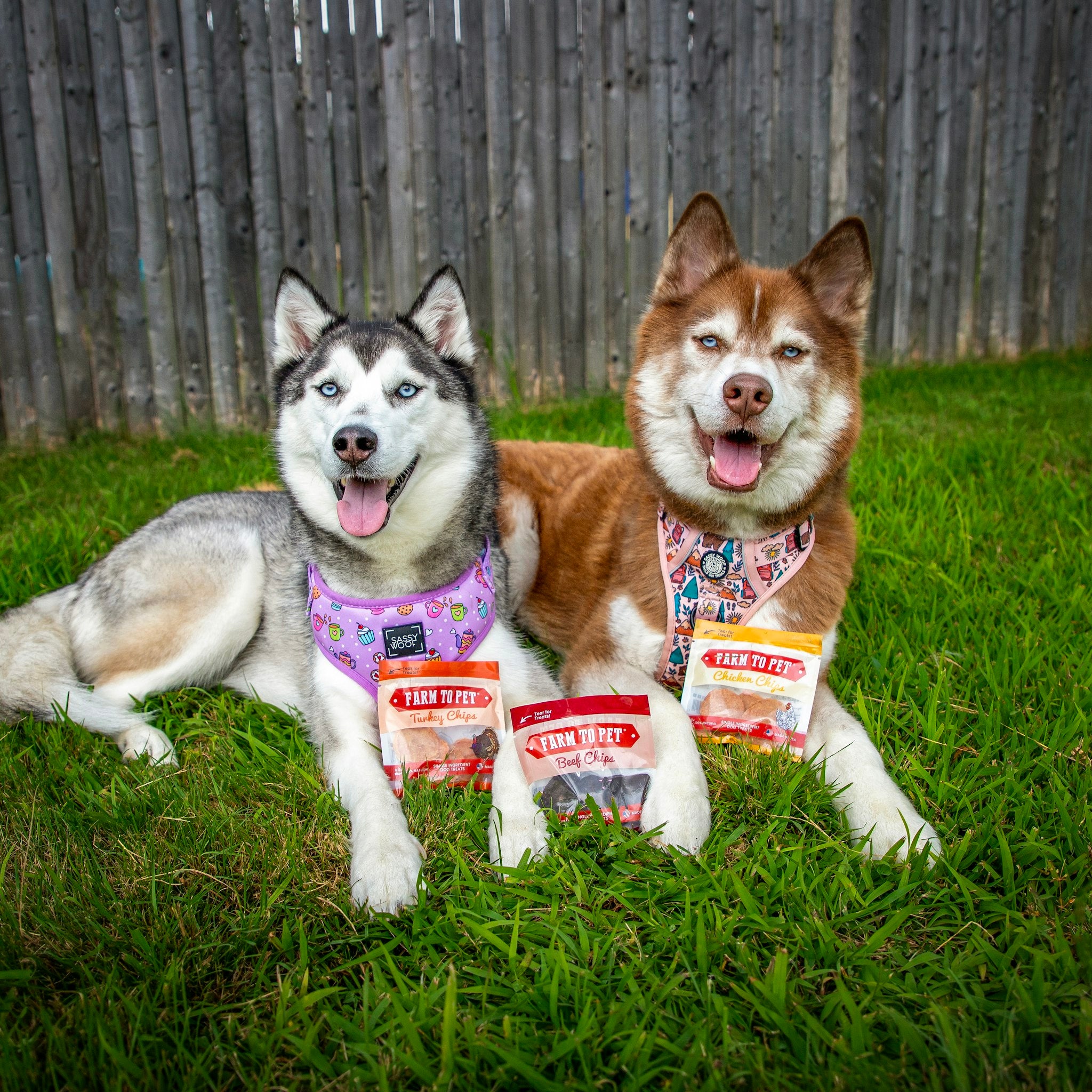 Two Husky dogs laying side by side in the grass with Farm to Snack Pack Trio.  