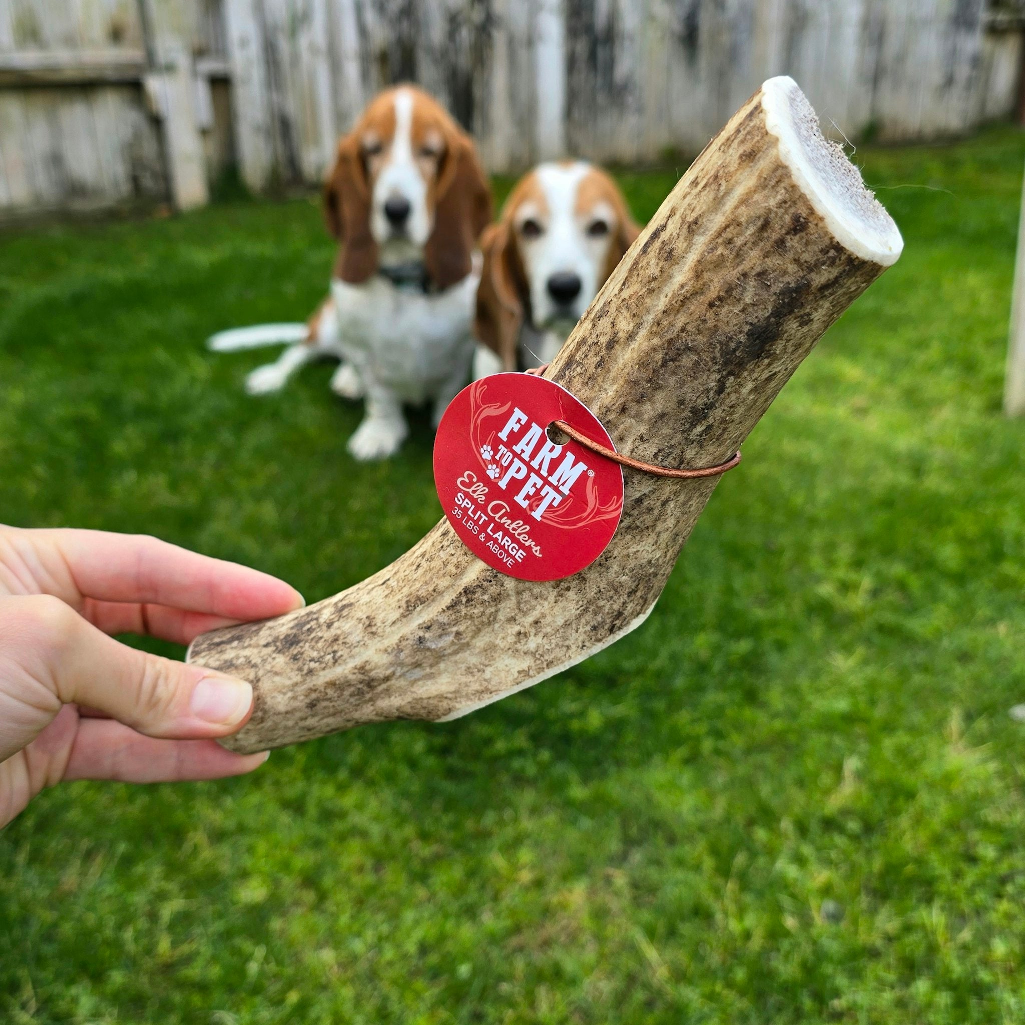Kong wild whole elk antler for dogs online