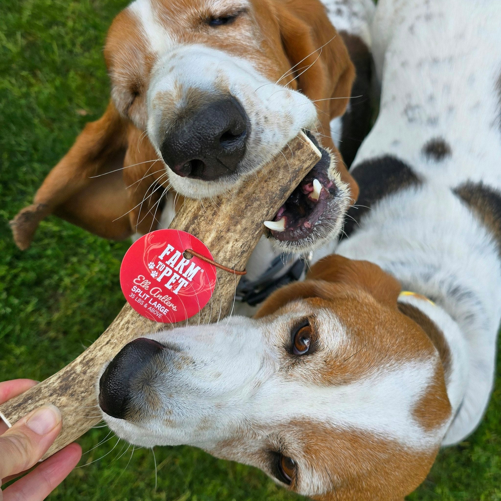 Two Brown Beagle Dogs Biting One Farm to Pet Large Split Elk Antlers Outdoors in the grass.