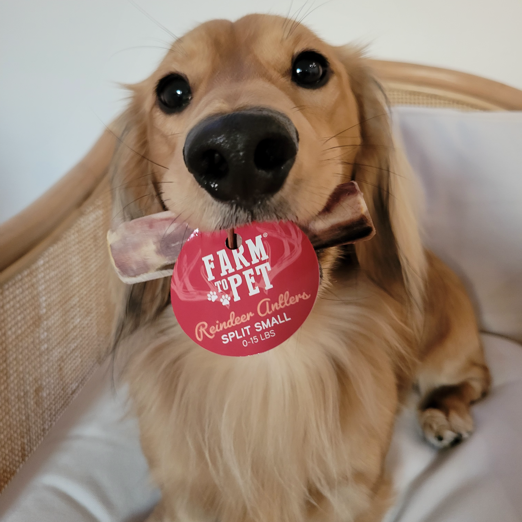 Picture of Farm to Pet Split Reindeer Antlers with a cute brown dog biting it in a wooden sofa.