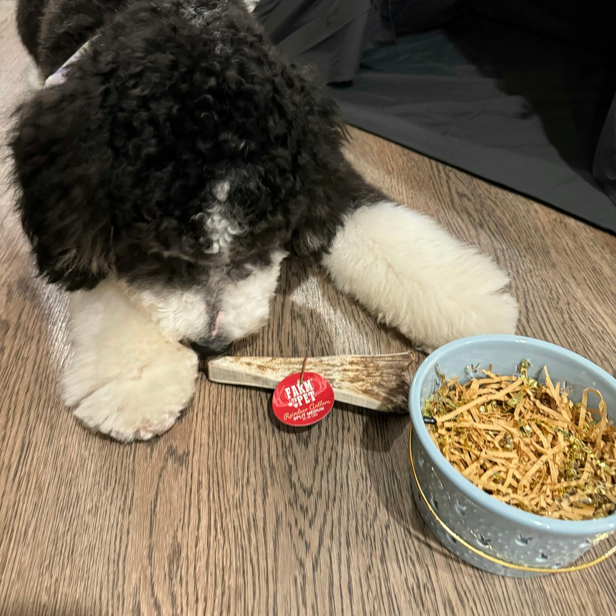 Picture of Farm to Pet Split Reindeer Antlers for Dogs with a bowl of confetti beside a black and white dog sniffing the antler on a wooden floor.