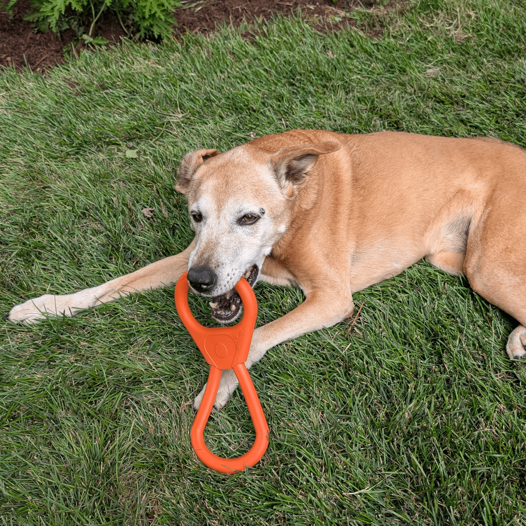 Dog playing with an Farm to Pet Tug Toy orange Pop Top Tug  toy on a grassy field.