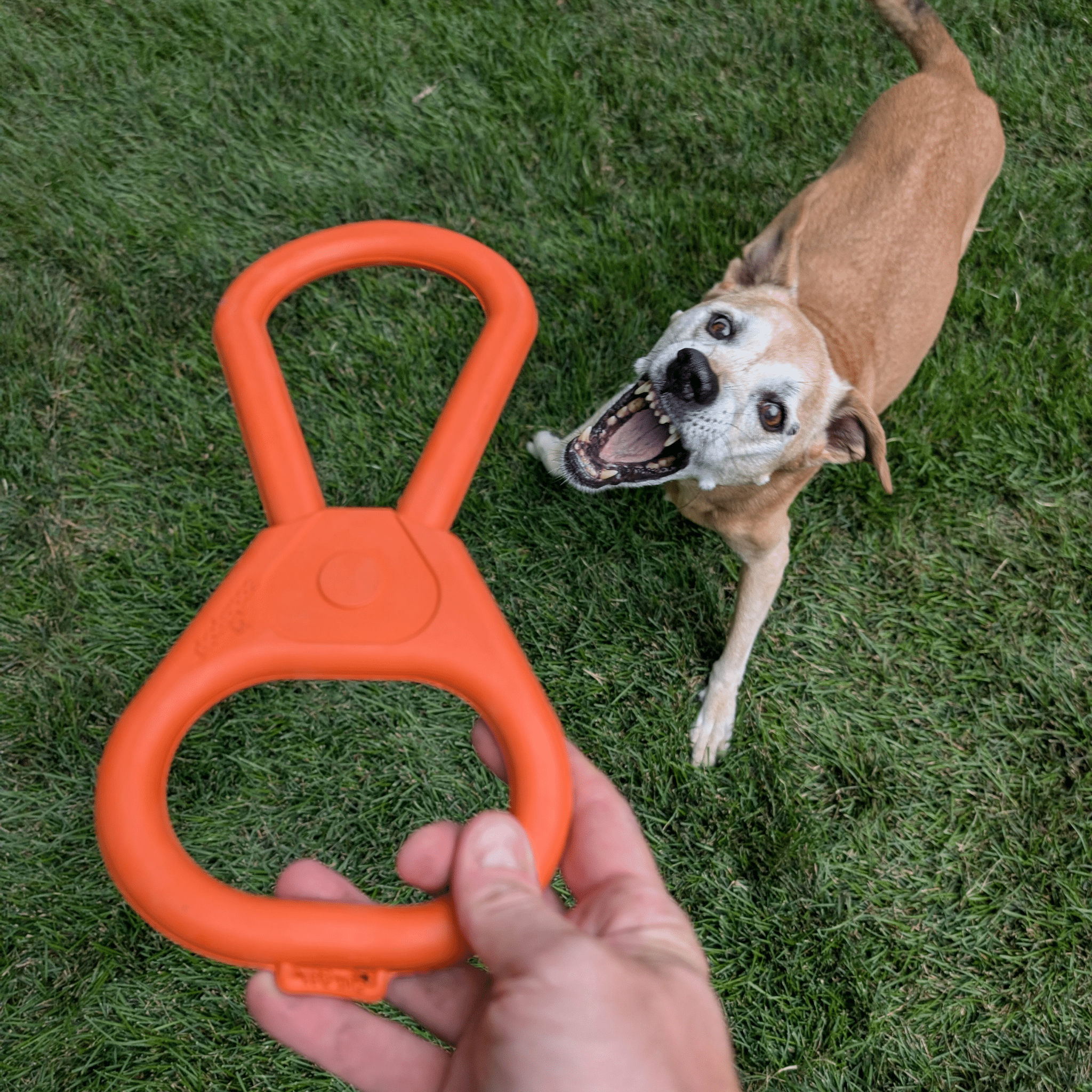 Hand holding a Farm to Pet Tug Toy  orange Pop Top Tug dog toy with a dog eagerly waiting on grass.