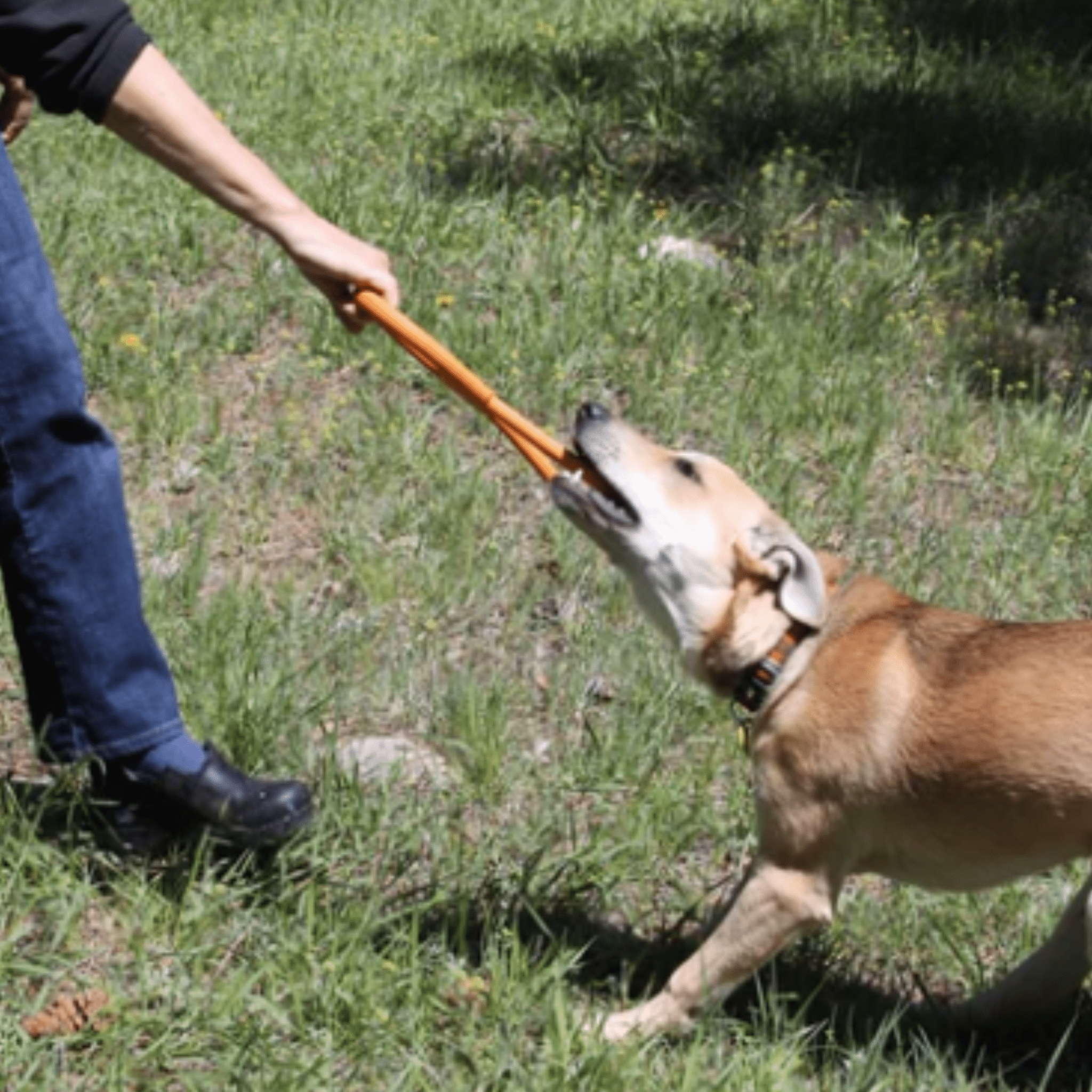 A dog playing with a Farm to Pet orange tug toy held by a person in a grassy outdoor setting.