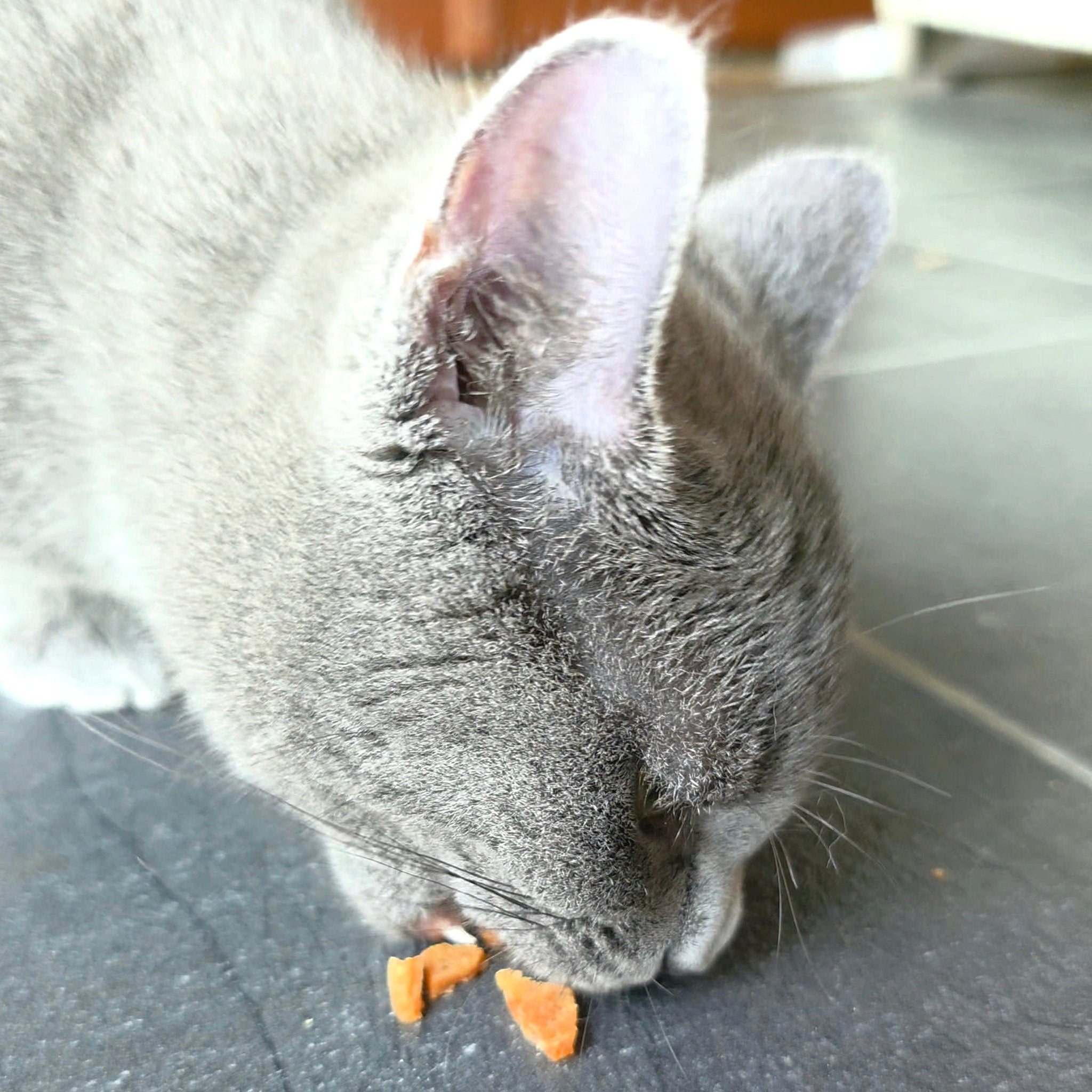 A gray cat eating from a small pile of Farm to Pet Turkey Crumbles off the floor.