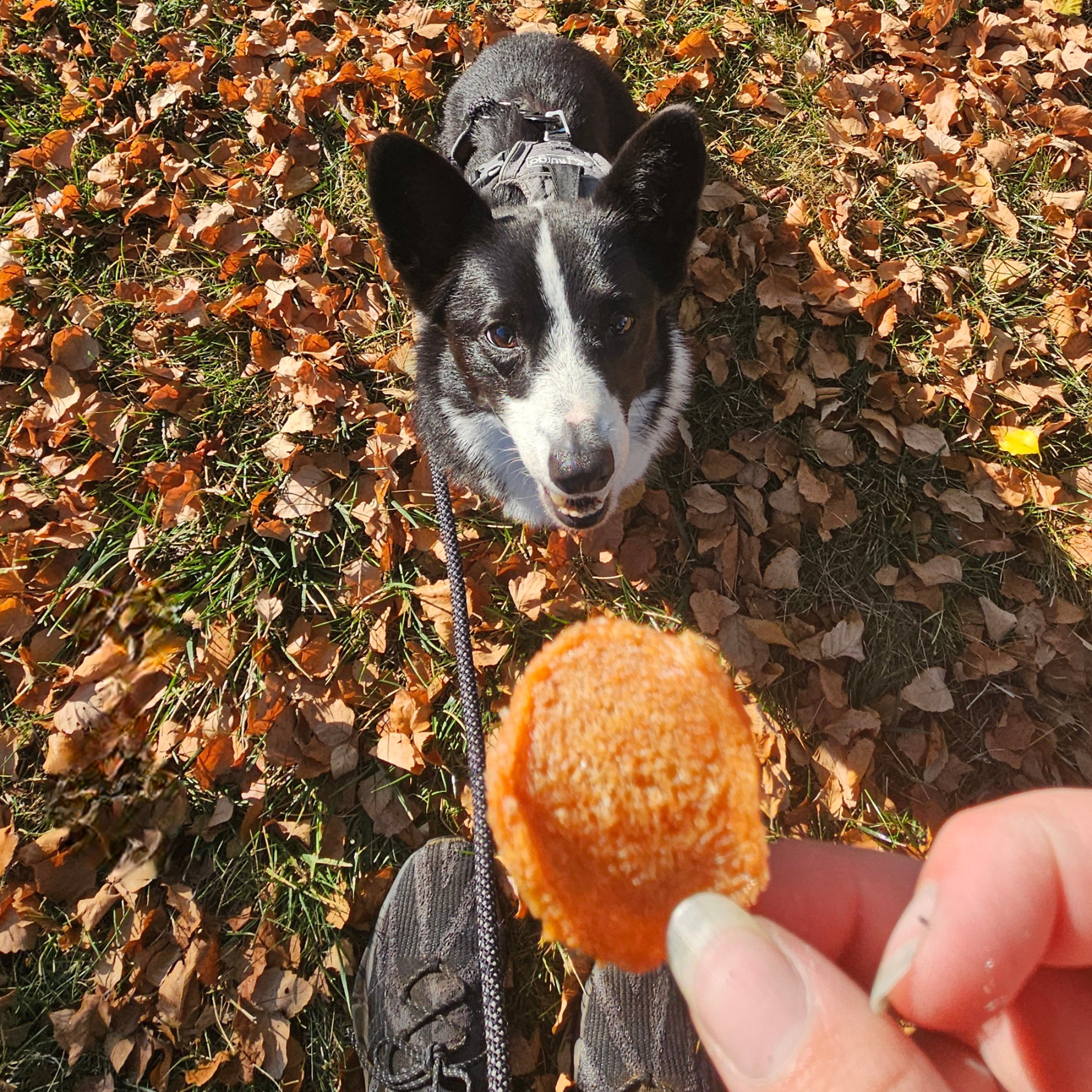 A black and white dog looking at an Farm to Pet turkey treat held by a person on a grassy area with fallen leaves.