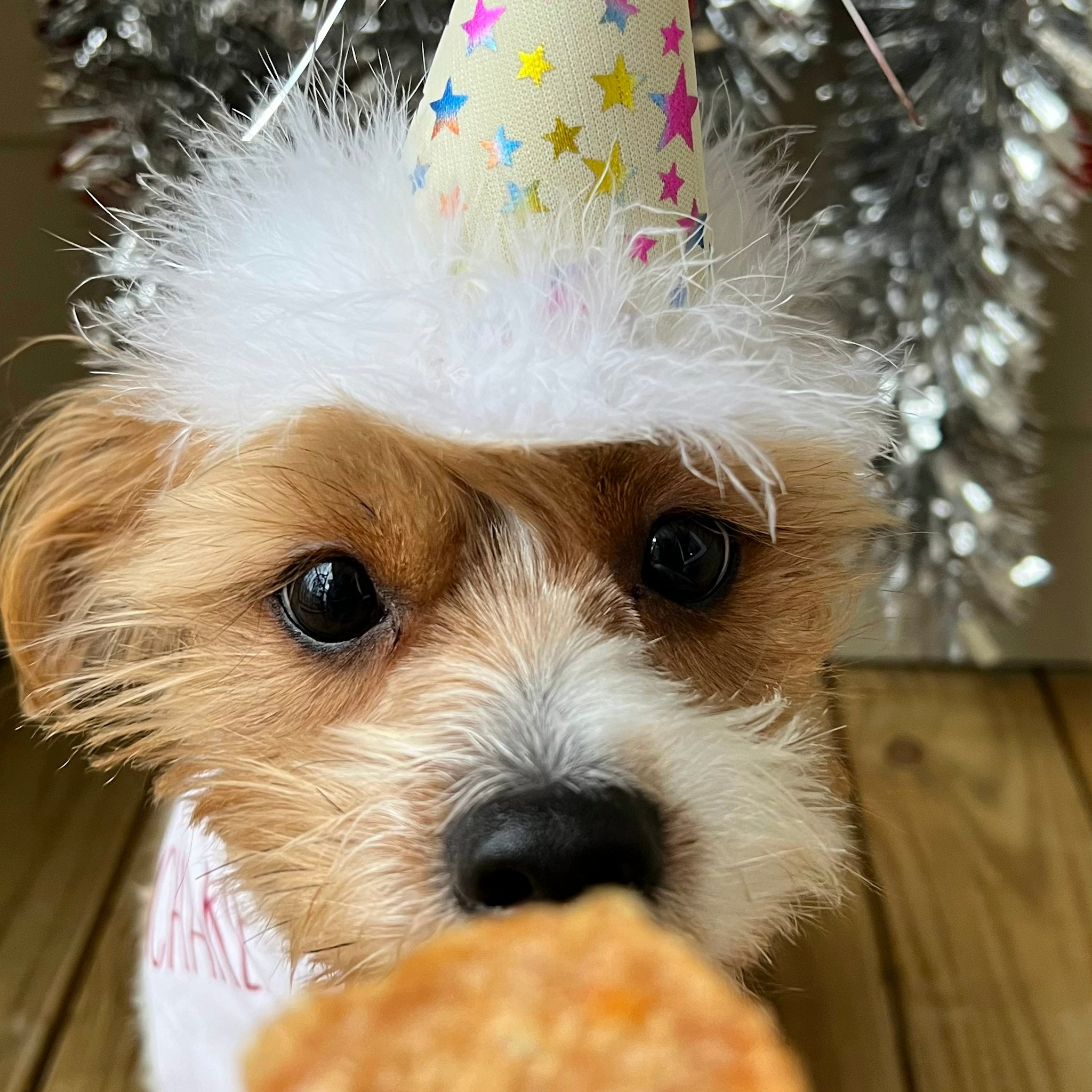 A dog with a party hat on waiting for a Farm to Pet Turkey Snack Pack treat.