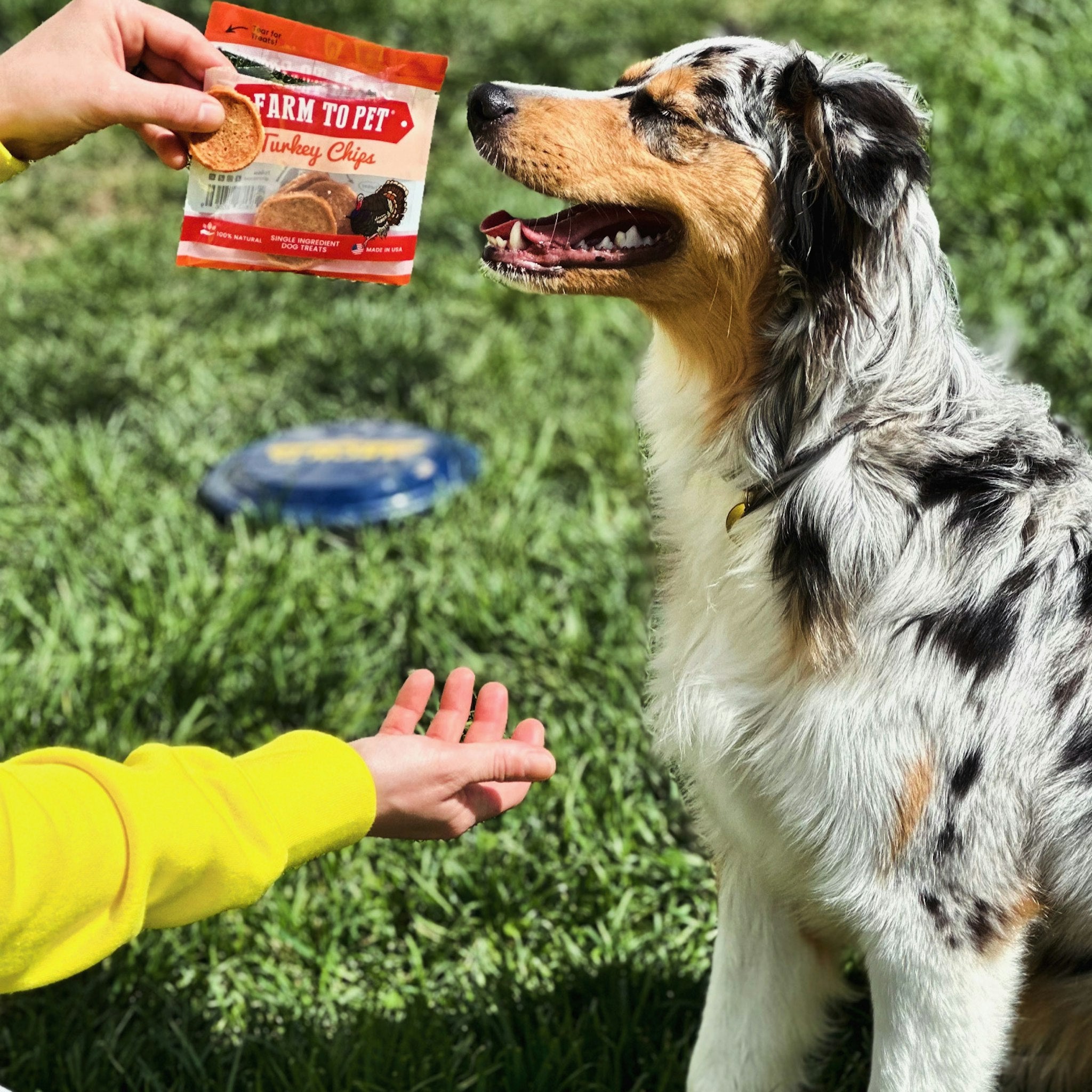 A Aussie in training waiting for a Farm to Pet Turkey Snack Pack treat.
