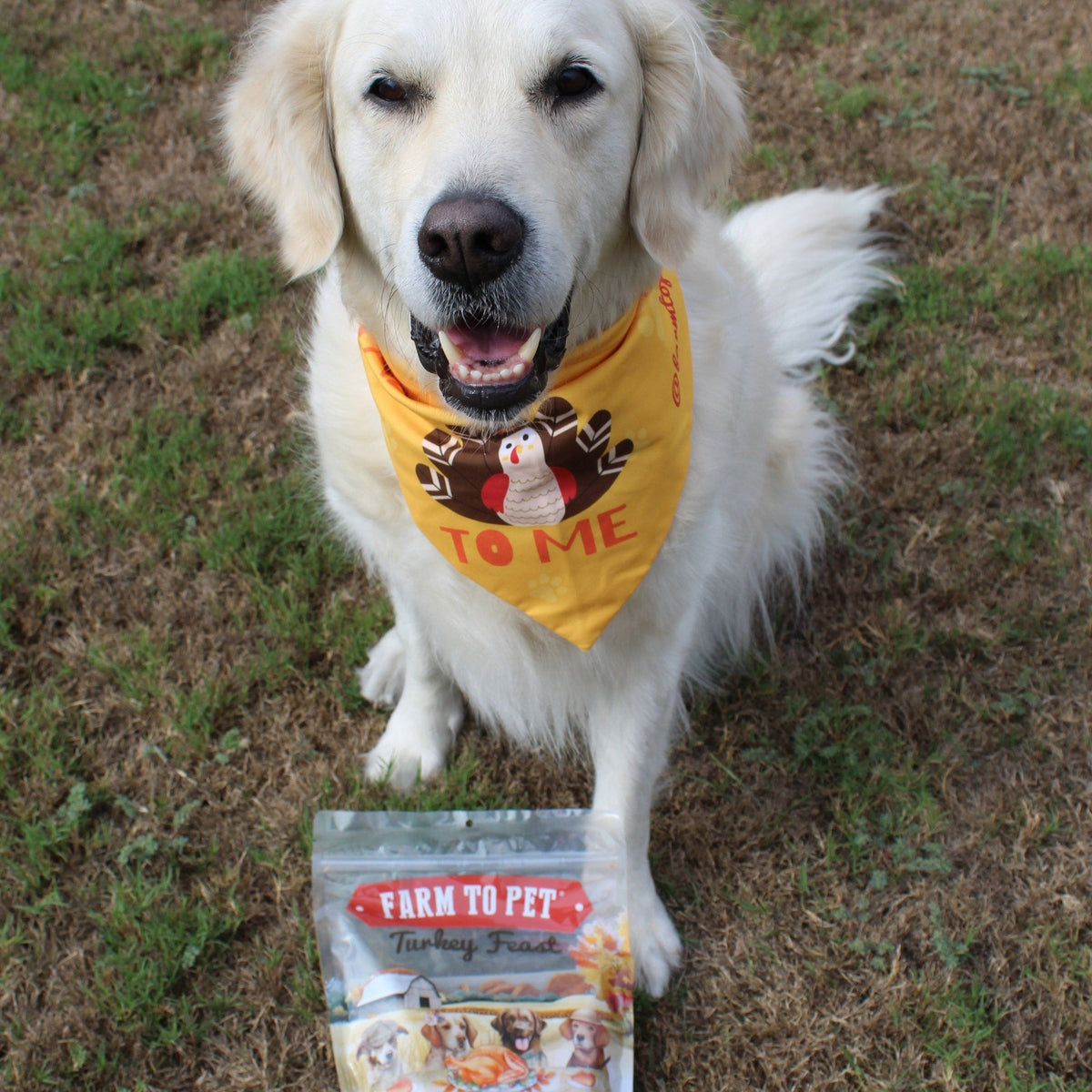 A smiling golden retriever wearing the Talk Turkey To Me dog bandana with a bag of Farm to Pet Turkey Feast Chips.