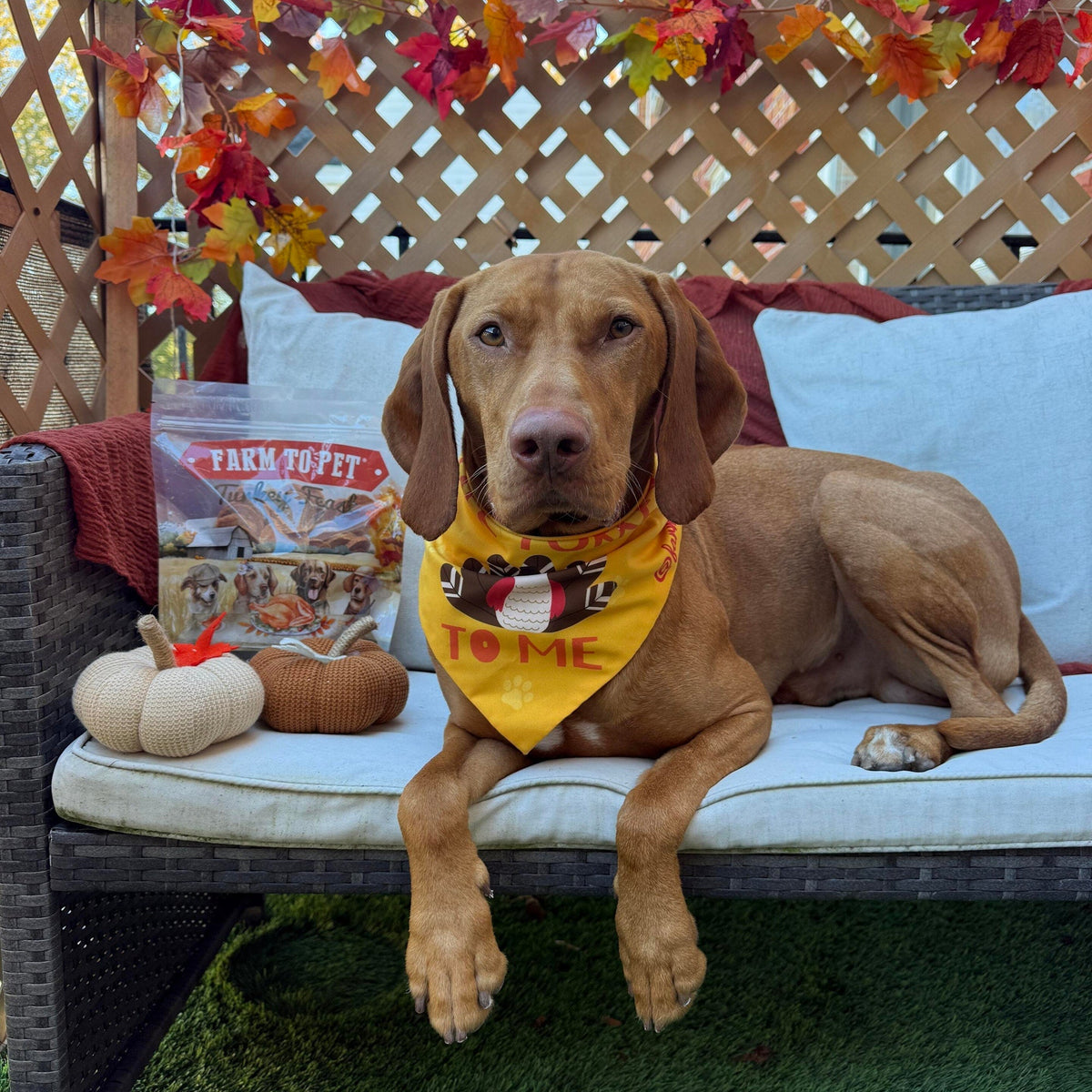 A vizsla in a Talk Turkey To Me bandana lounging on a fall-decorated bench with Farm to Pet Turkey Feast Chips.
