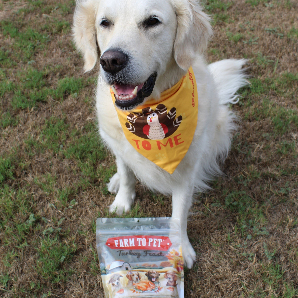 A happy golden retriever in a Talk Turkey To Me bandana sitting behind a bag of Farm to Pet Turkey Feast Chips.