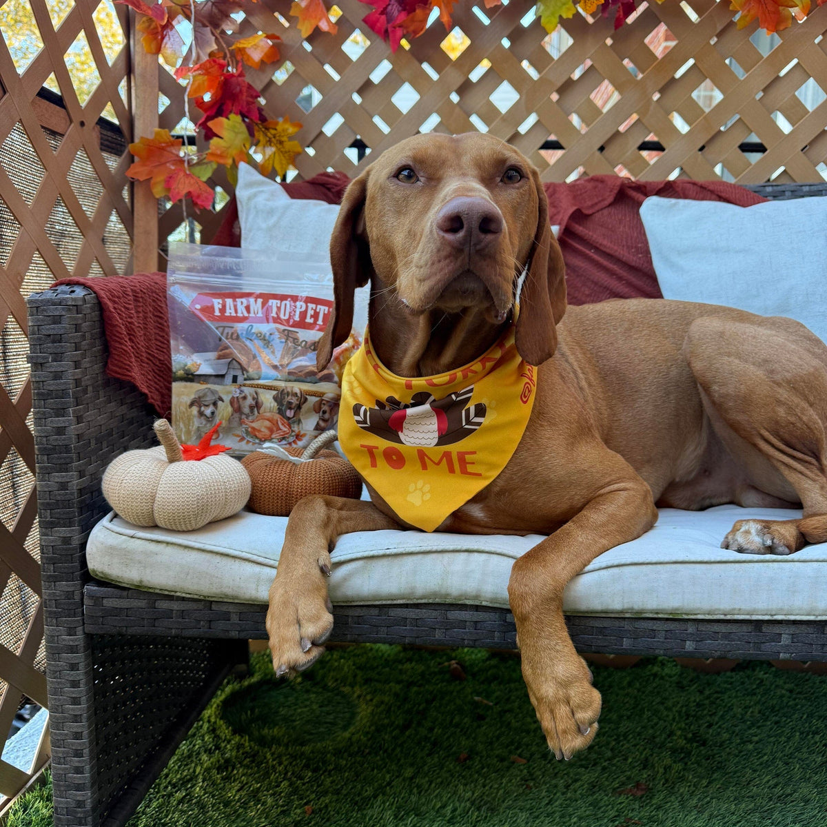 A vizsla wearing a yellow Talk Turkey To Me dog bandana on an autumn bench with Farm to Pet Turkey Feast Chips.