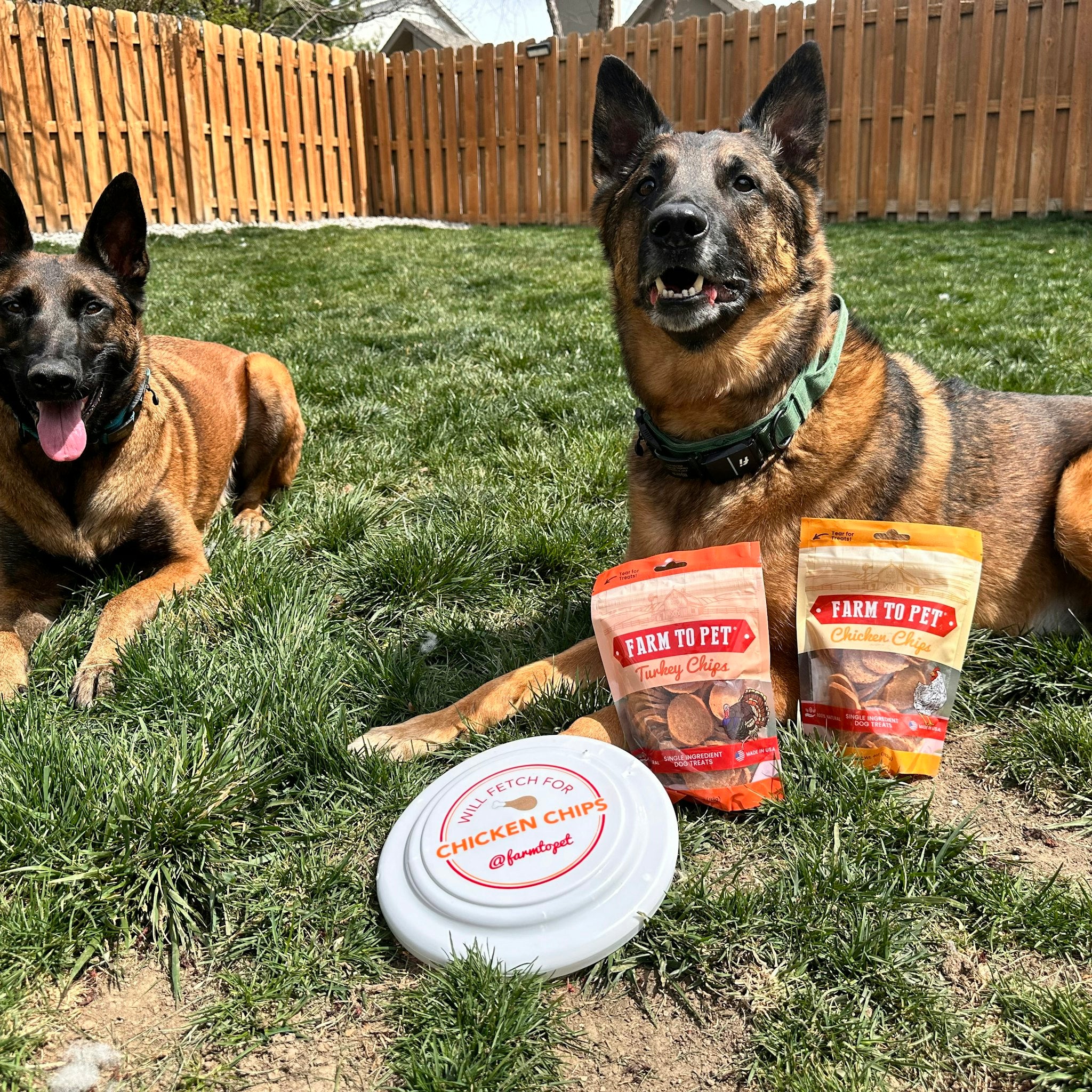 Farm to Pet Turkey and Chicken Chips next to  two German Shepherds laying in the grass by a Farm to Pet frisbee.