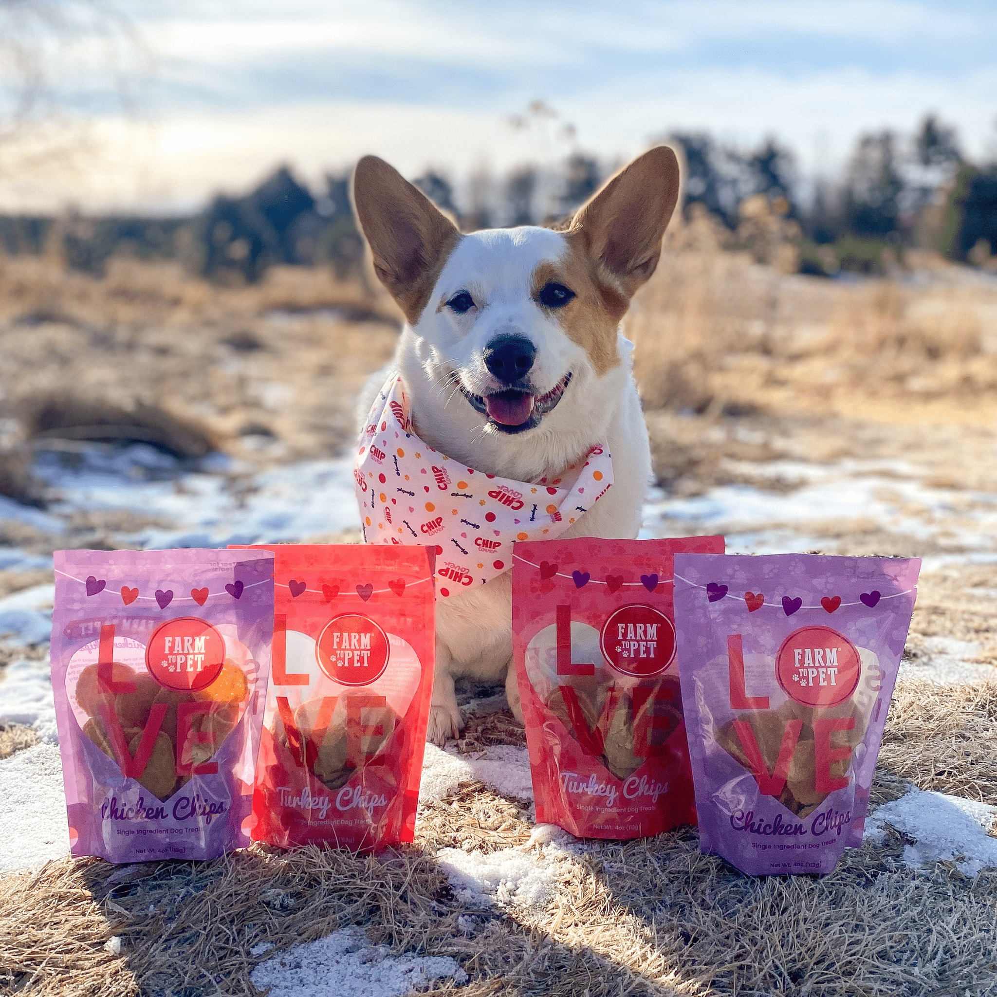A Corgi Dog wearing a Farm to Pet Bandana sitting outdoors with bags of Farm to Pet Puppy Love pet food treats.